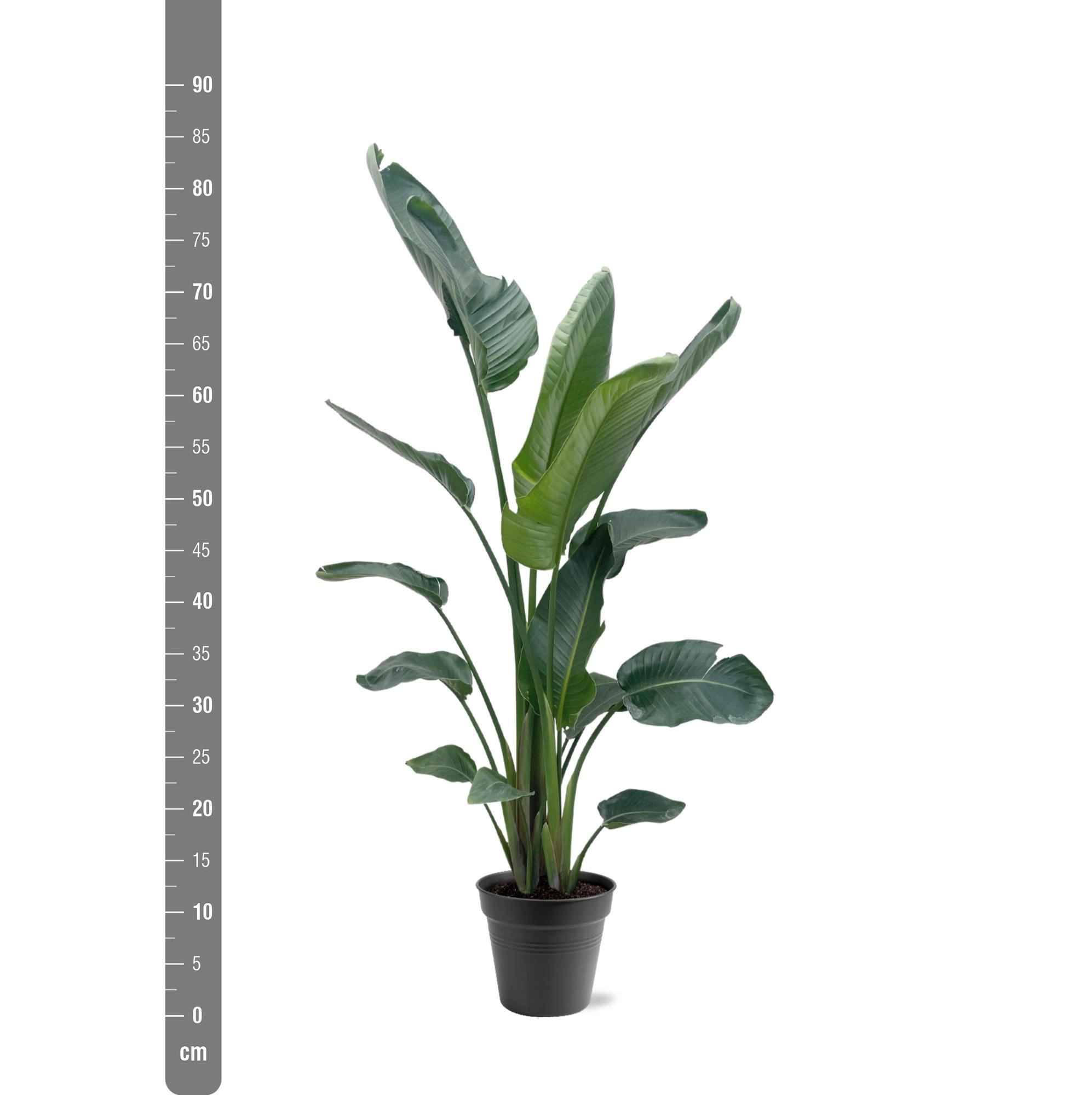 Strelitzia Nicolai XXL - 190 - 225 cm - ø34-45 Bild 2
