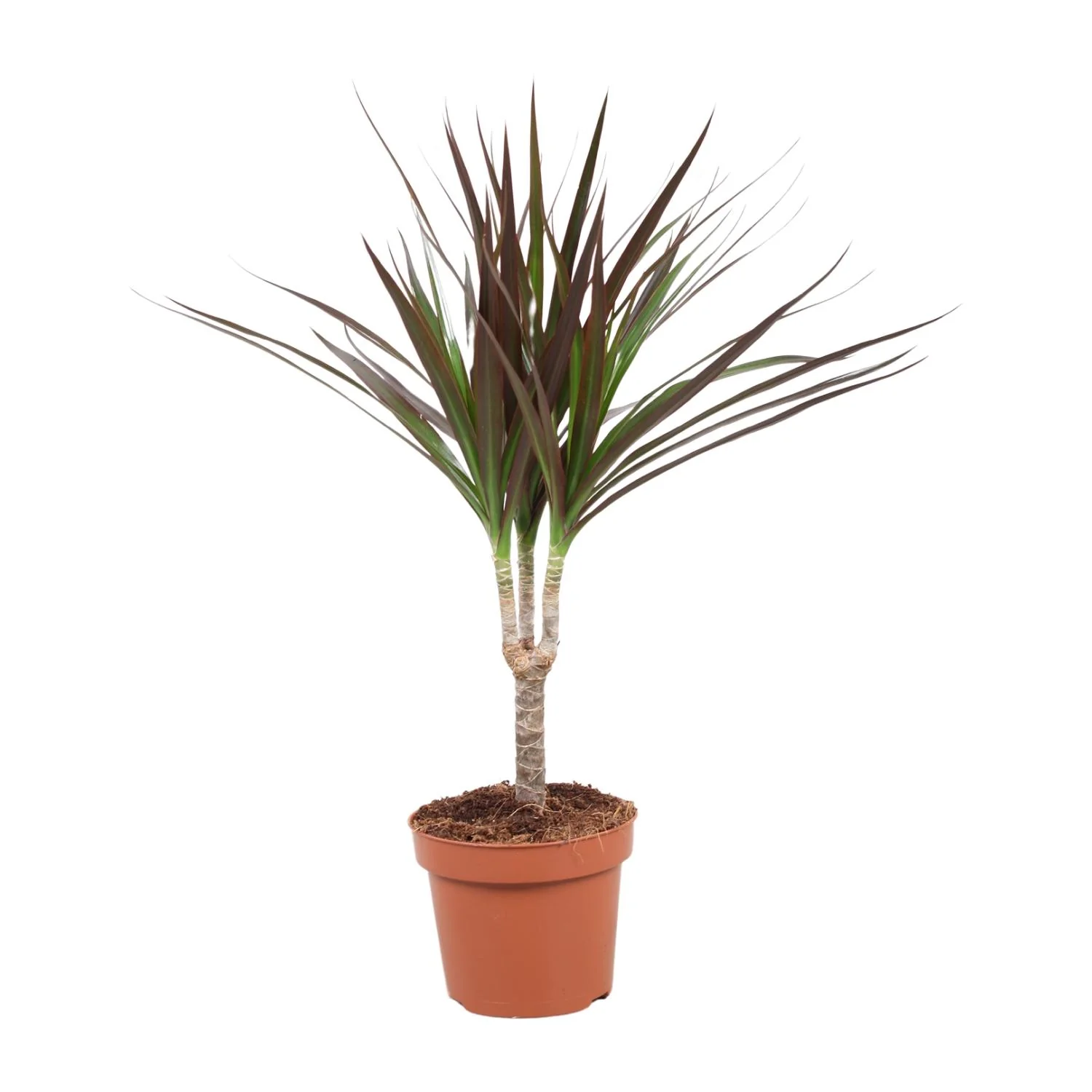 Dracaena Magenta – exotische Zimmerpflanze