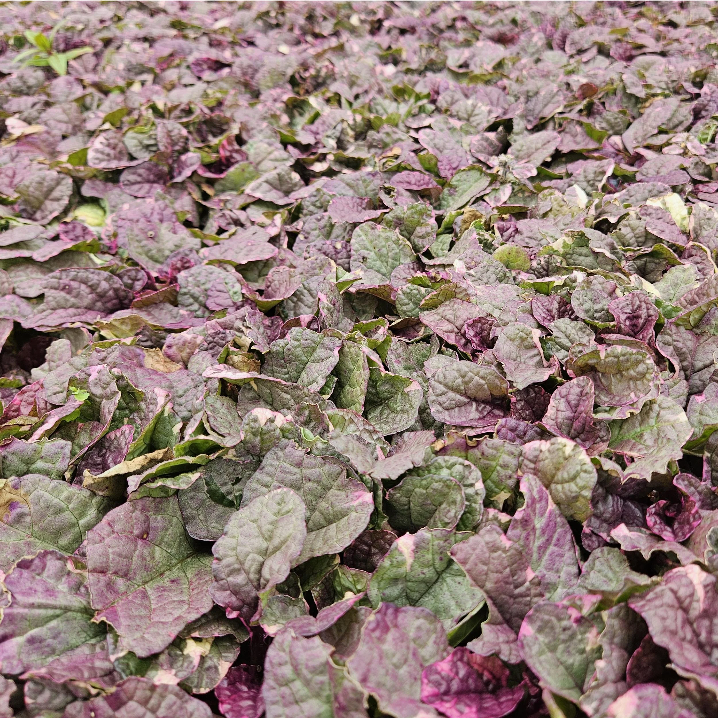 Ajuga reptans 'Burgundy Glow'