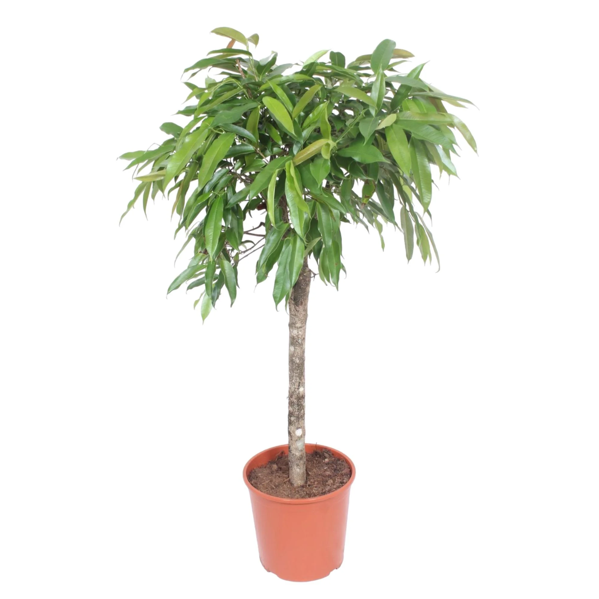 Ficus Amstel King