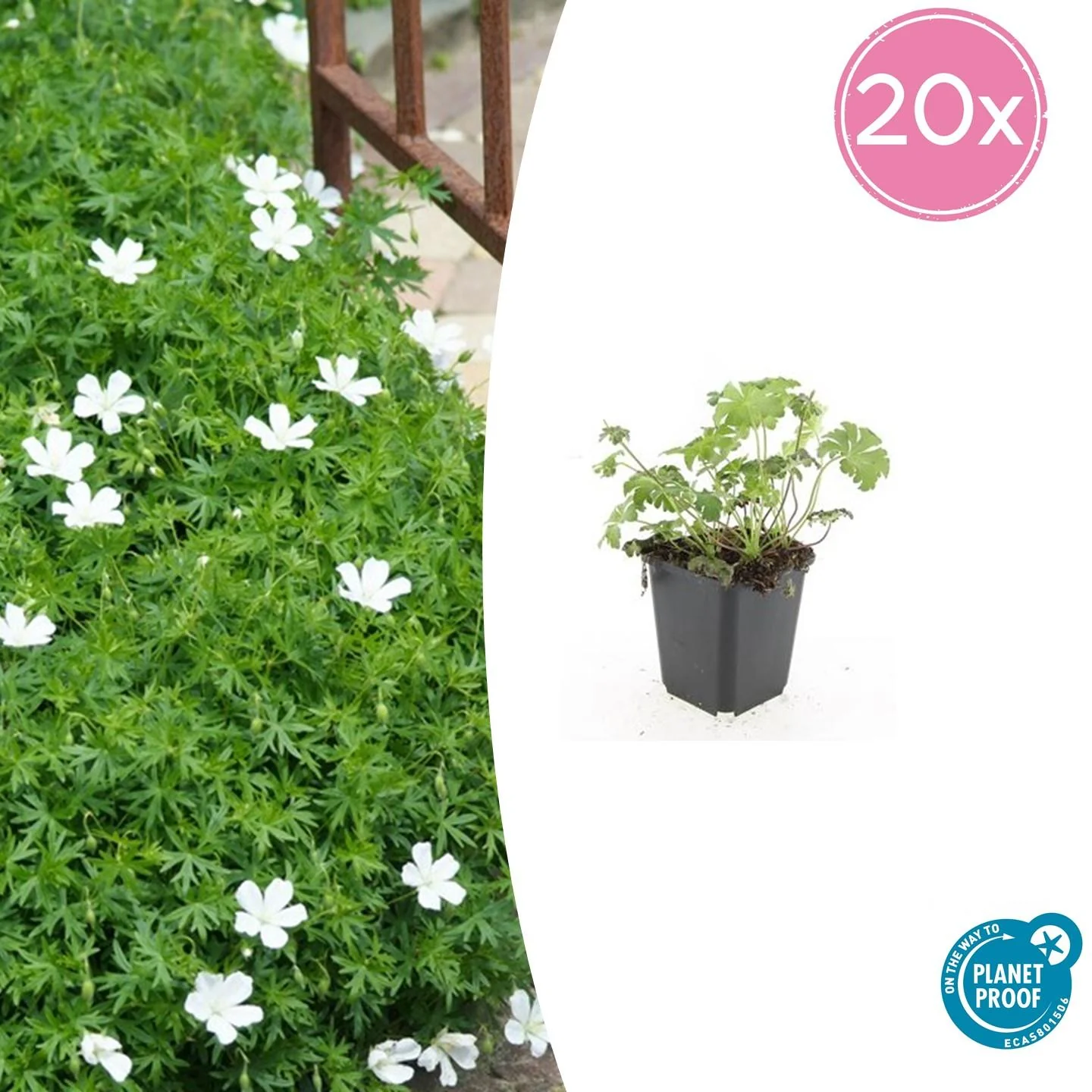 Geranium sanguineum 'Album'