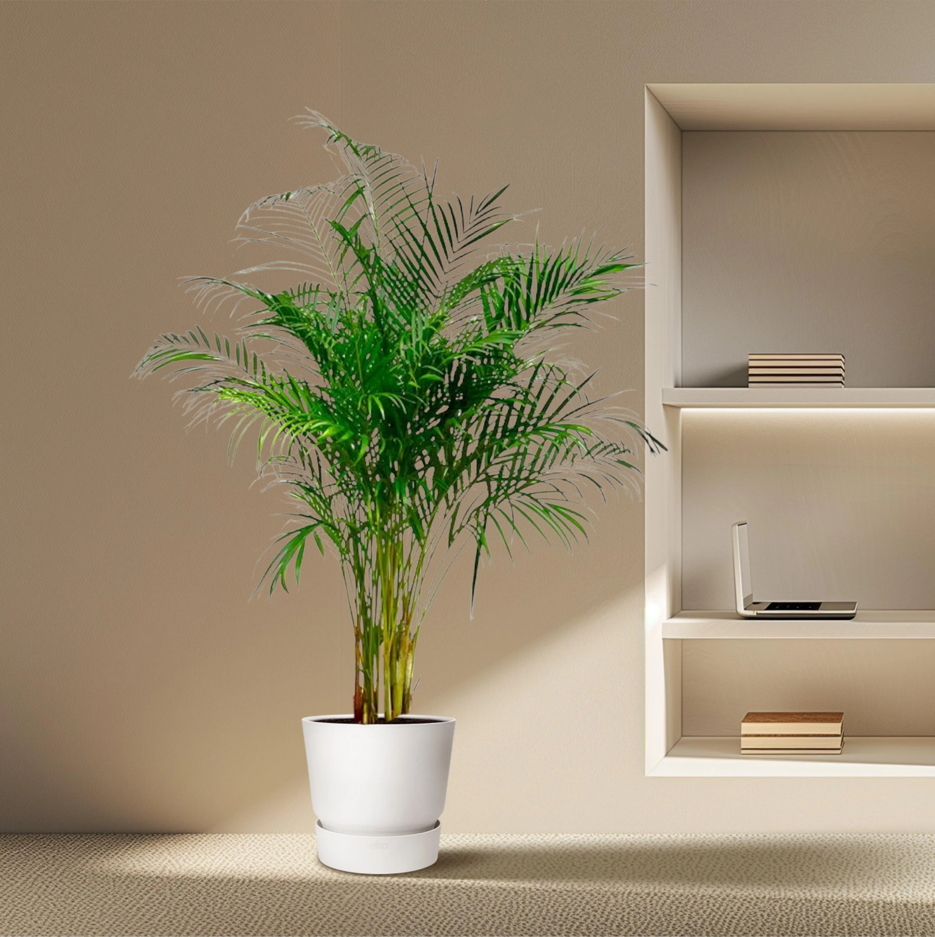 Dypsis Lutescens (Areca Palm) - 160 cm - ø27