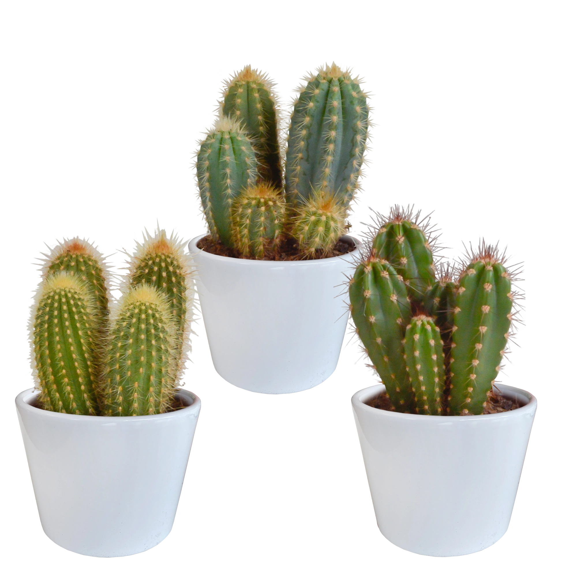Cereus-Mischung 10,5 cm - 3x - in witte pot Bild 7
