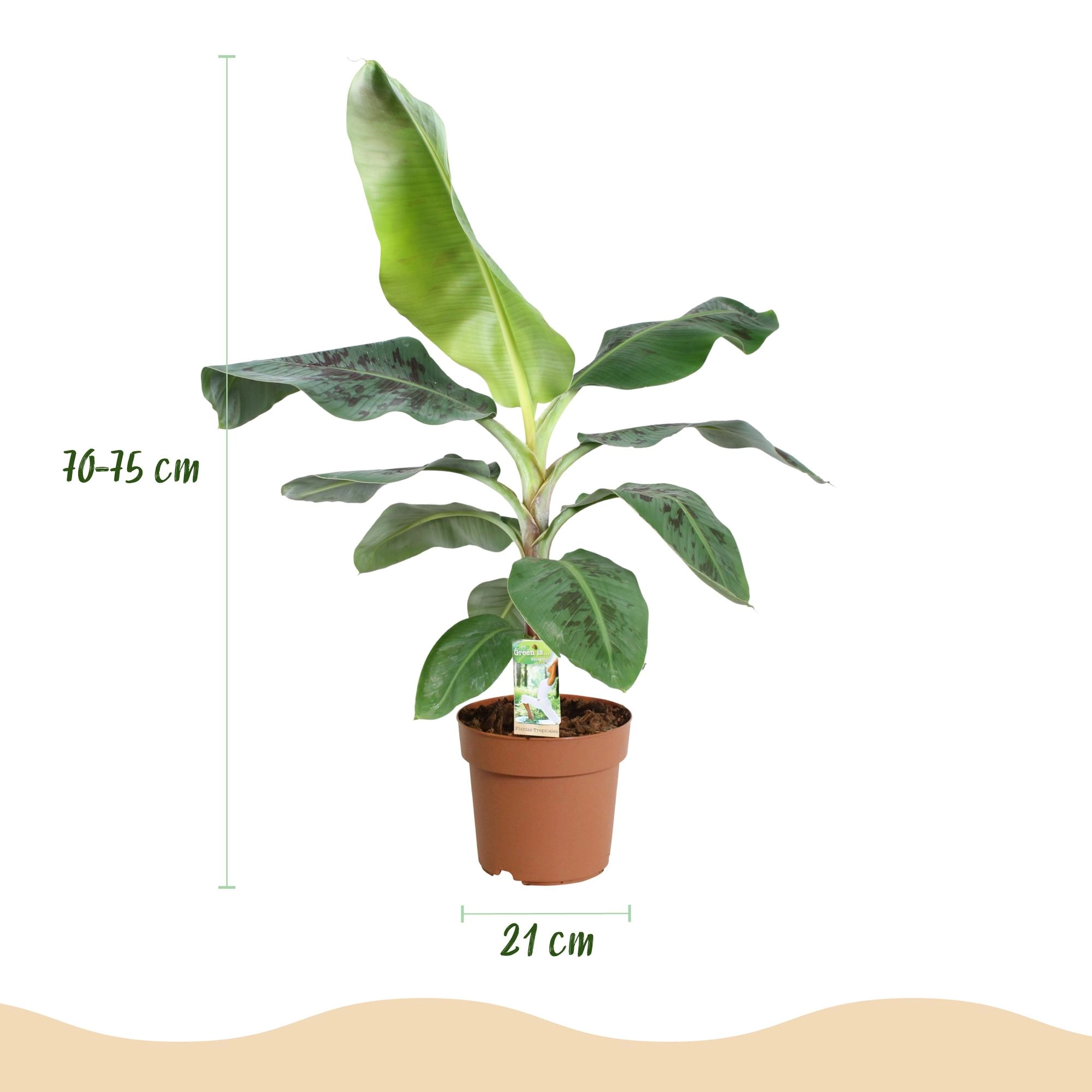 Musa acuminata Dwarf Cavendish