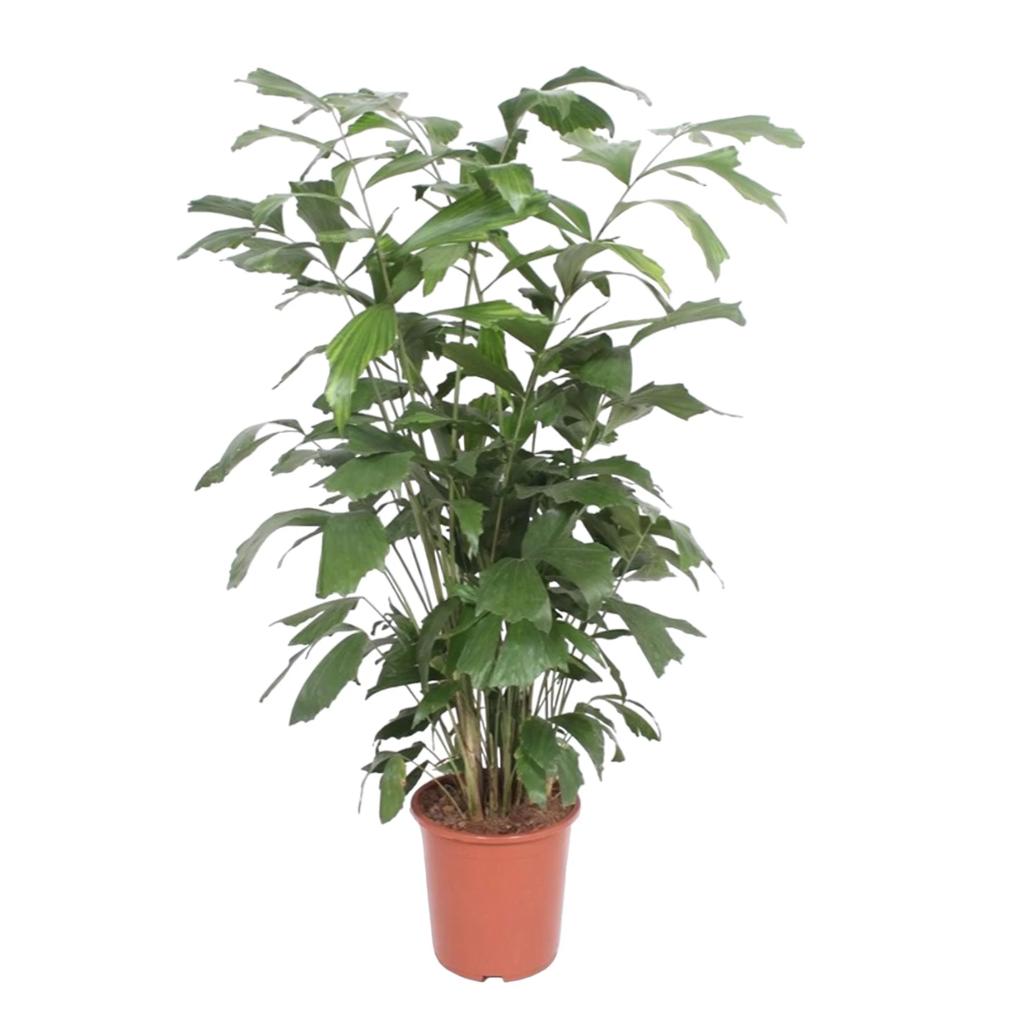 Caryota Mitis – Fischschwanzpalme