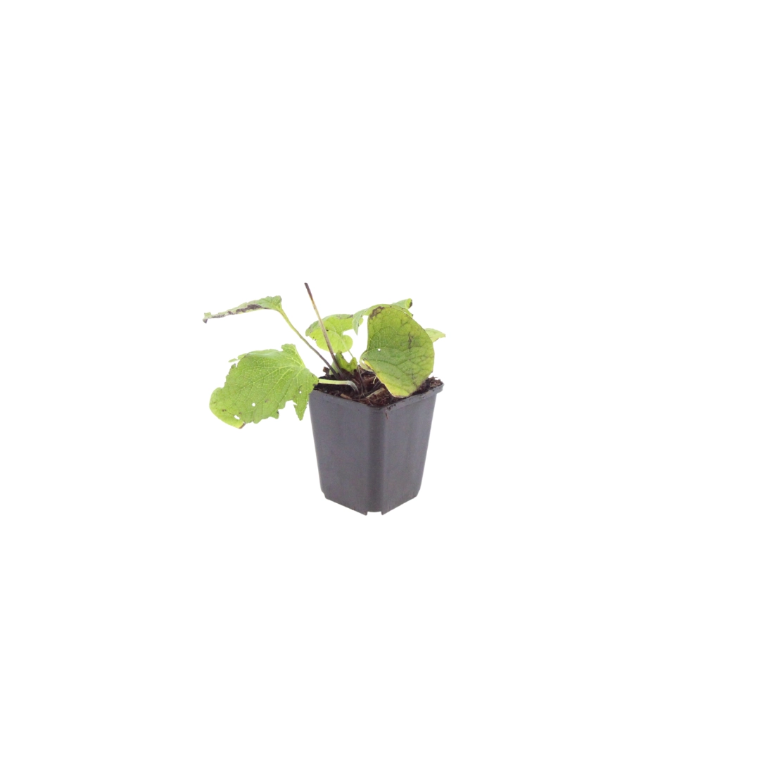 Brunnera macrophylla