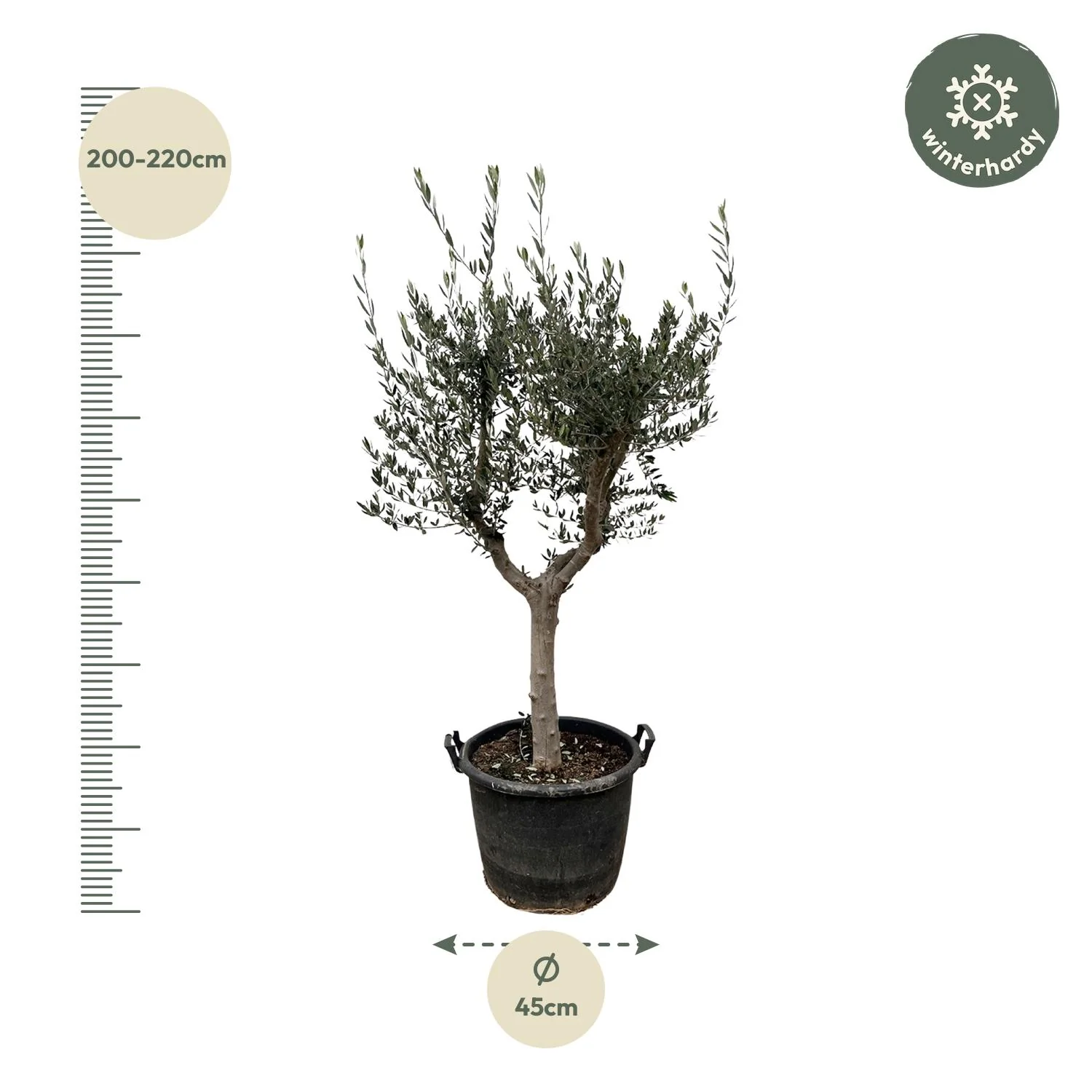 Olea Europaea Cultivo - 230cm- Ø45 Bild 2