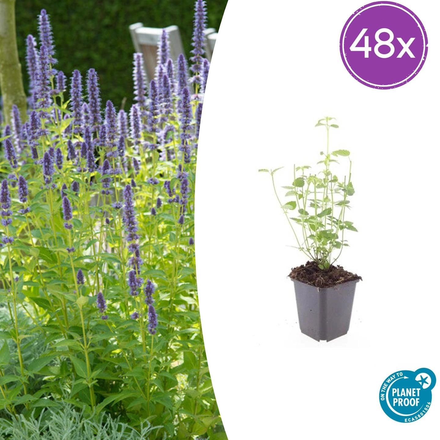Agastache 'Black Adder'