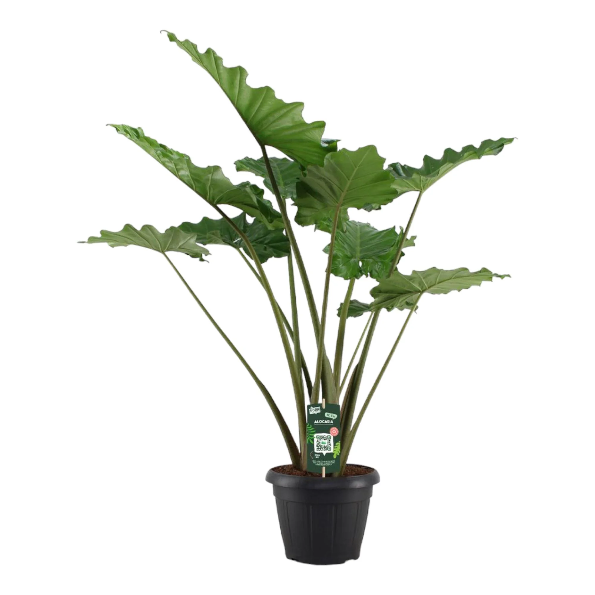 Alocasia Portodora – Exotische Zimmerpflanze