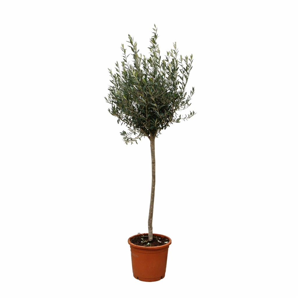 Olea Europaea on stem - 160cm- Ø24 Bild 1