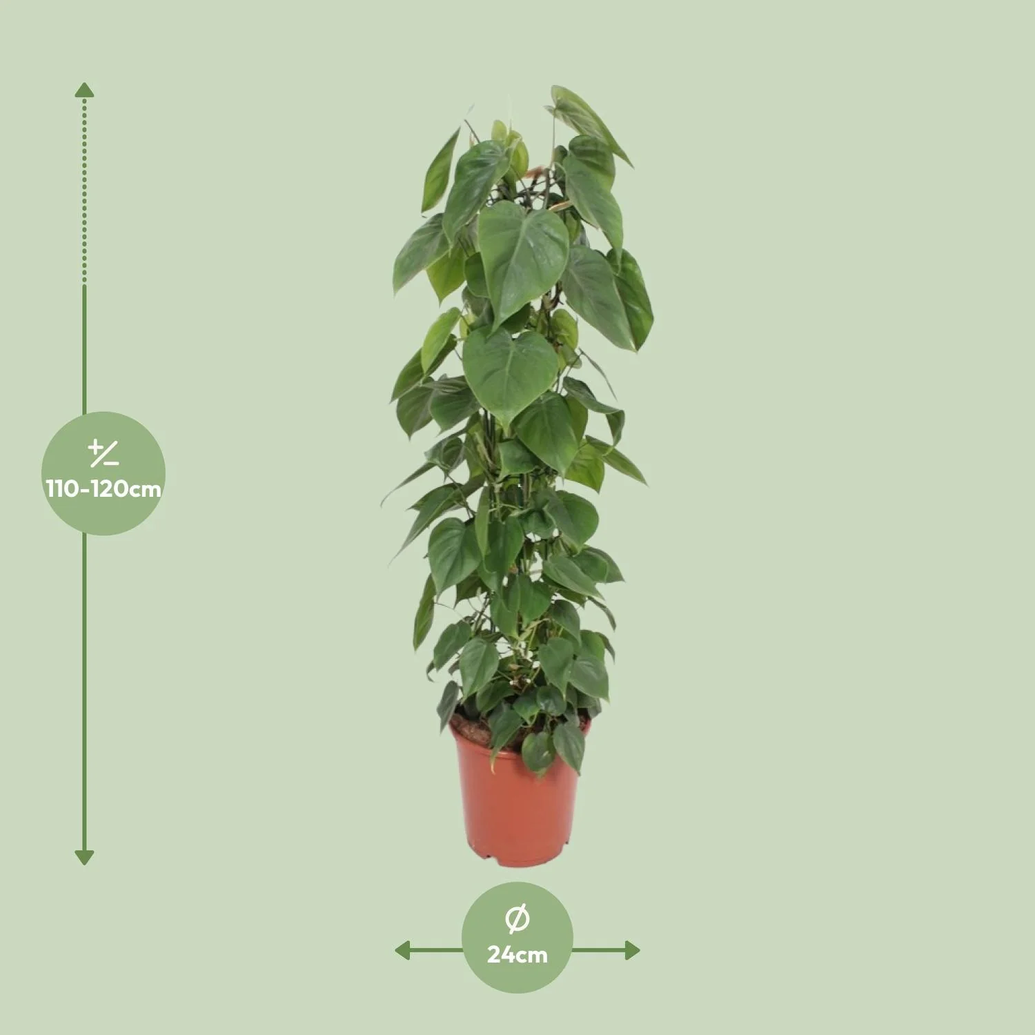 Philodendron Scandens – die perfekte Kletterpflanze