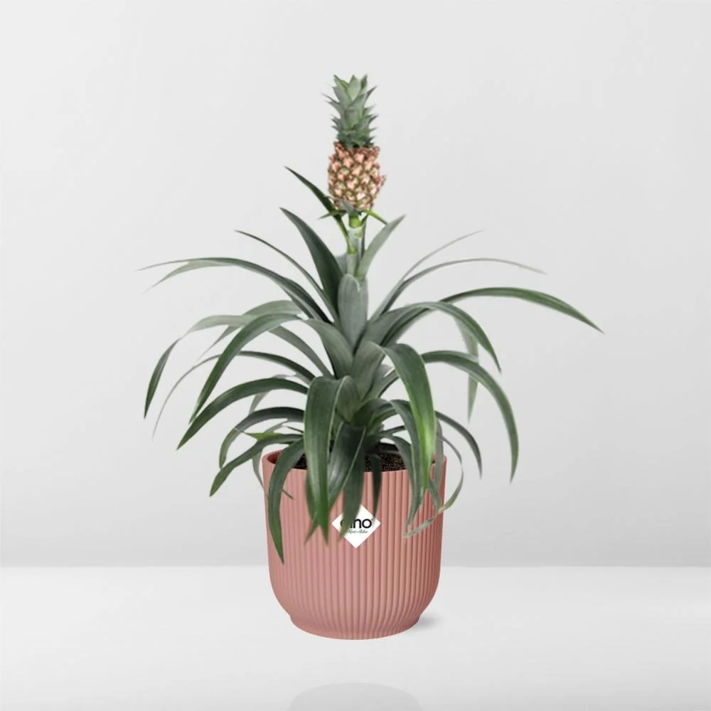 Ananas-Pflanze | Ananas comosus
