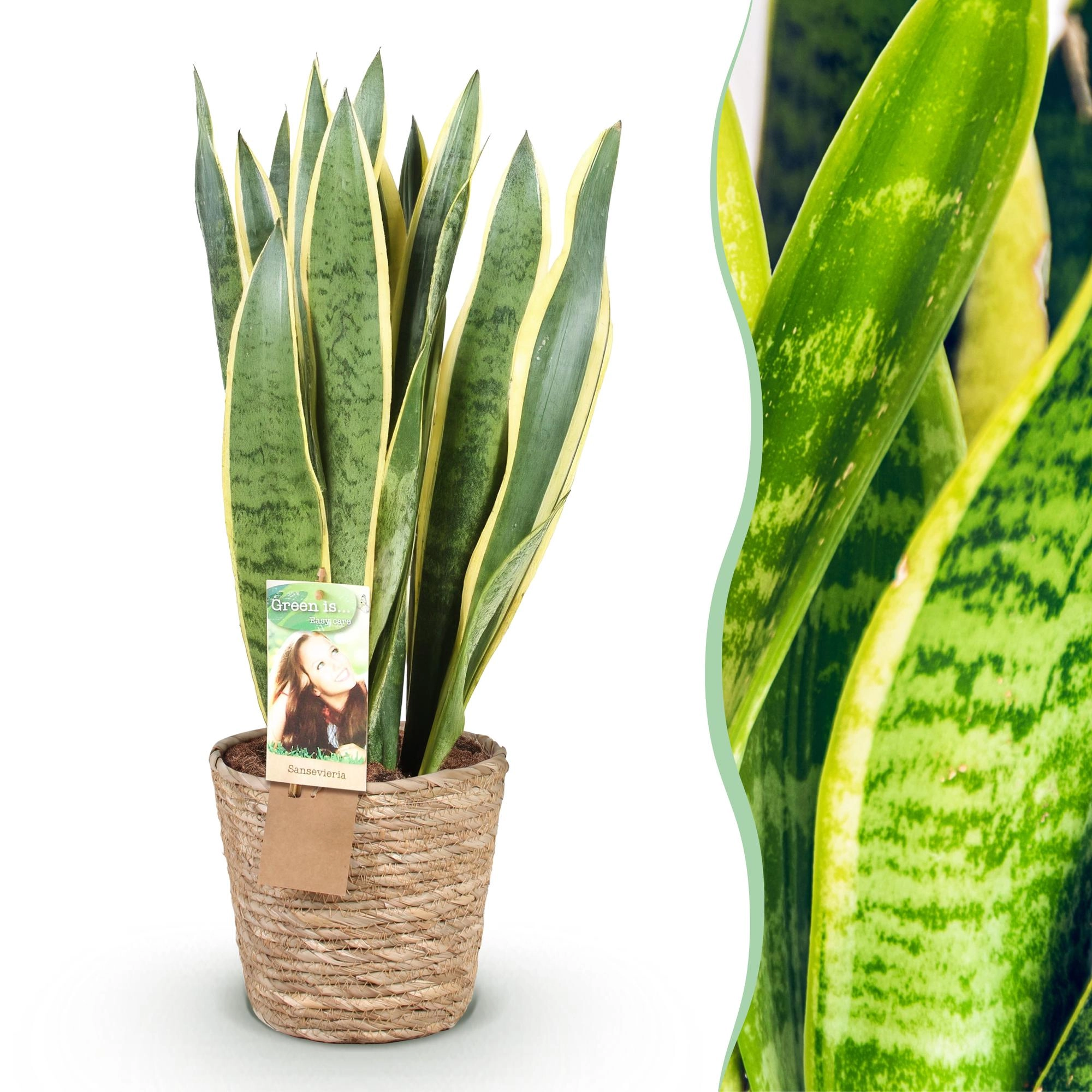 Sanseveria Laurentii
