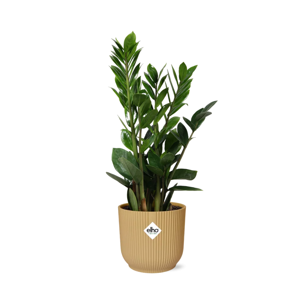 Zamioculcas – Pflegeleichte Zimmerpflanze