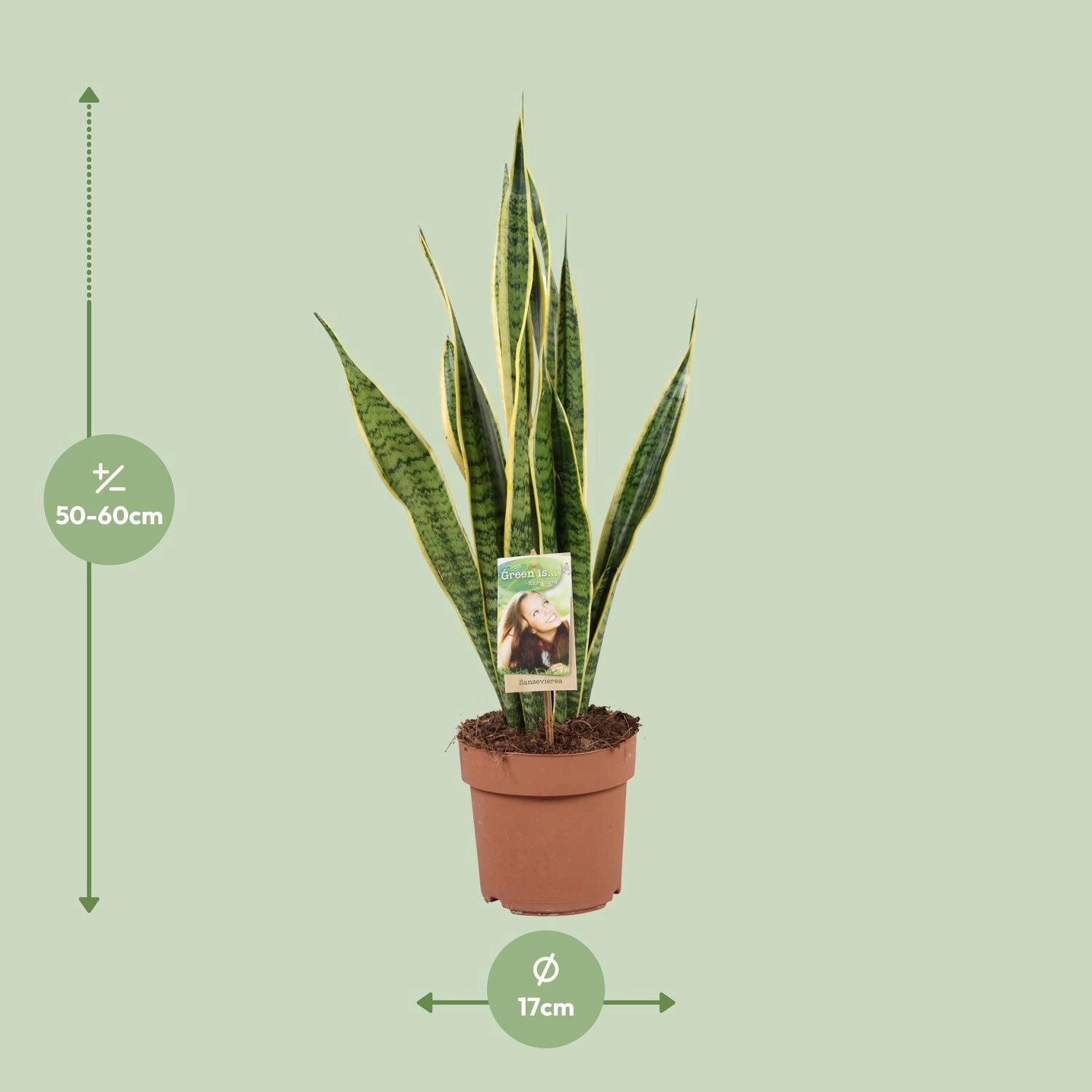 Sansevieria Trifasciata Laurentii - Ø17cm - ↕60cm Bild 2