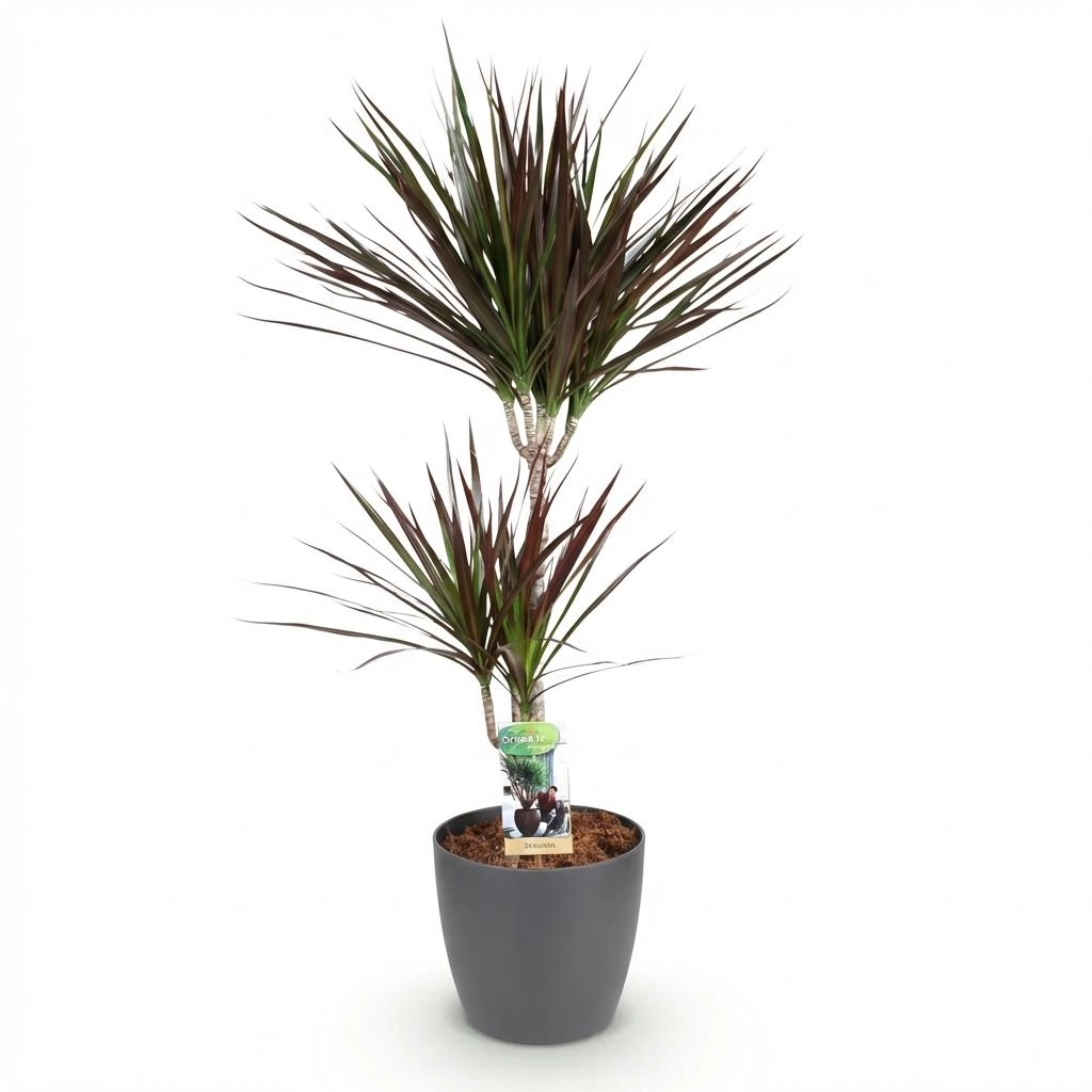 Dracaena Magenta