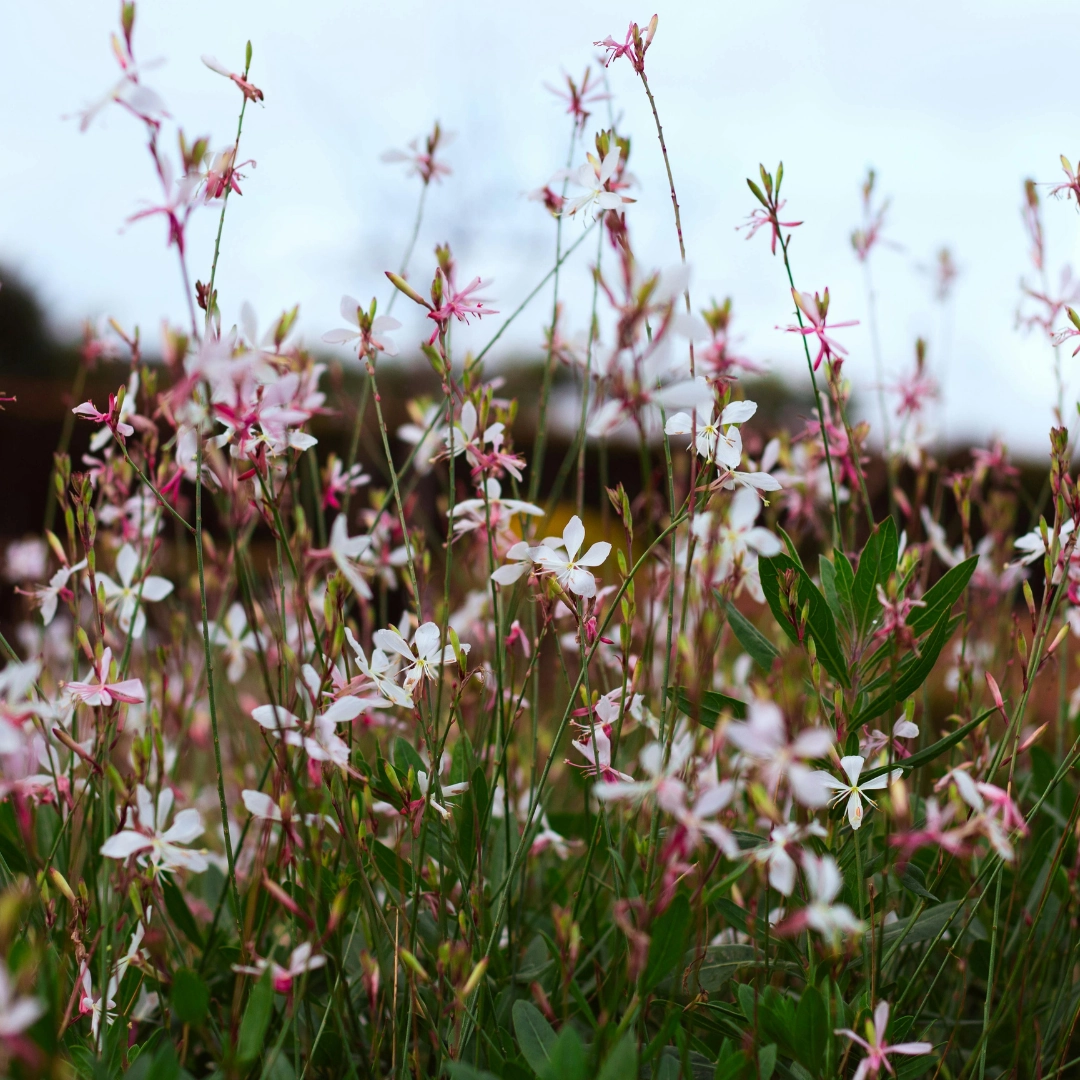 Gaura lindheimeri ‘Siskiyou Pink’