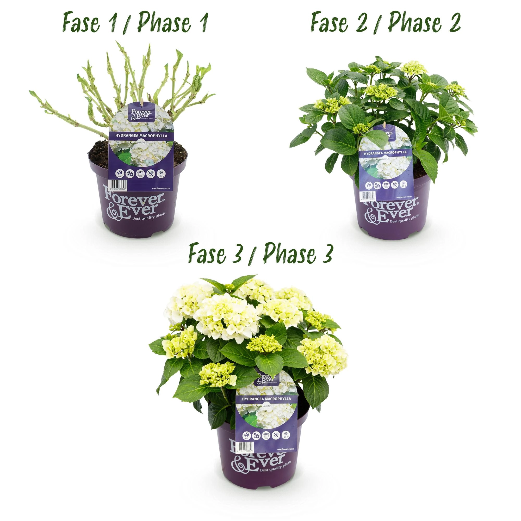 Balkonpflanze - Hortensie - Hydrangea Forever & Ever - Weiß - 7-12 Blumen - 2 Pflanzen - Topf 23cm Höhe 55cm