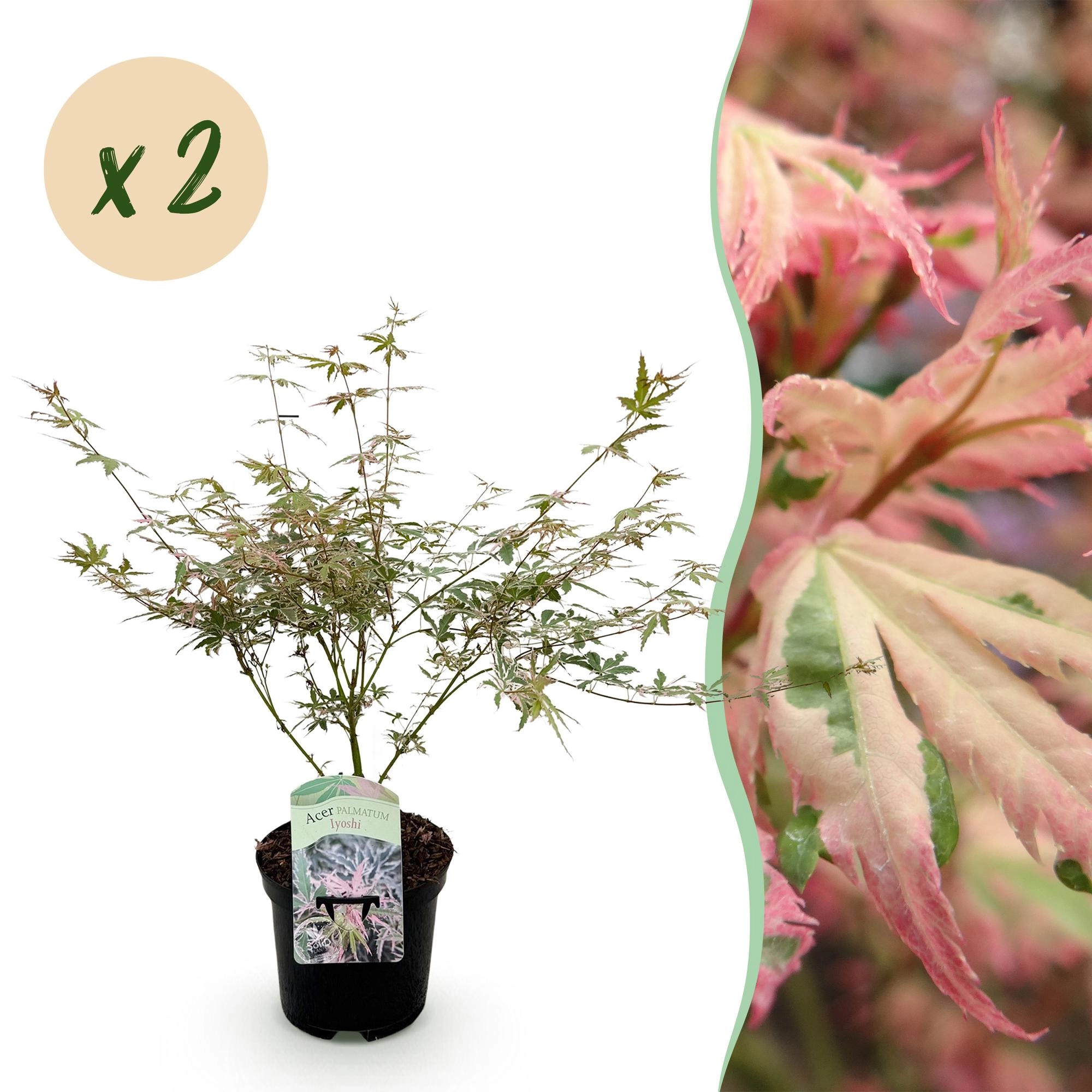 Balkonpflanze - Japanischer Ahorn - Acer palmatum Iyoshi - Rosa - 2 Pflanzen - Laubabwerfend - Topf 19cm Höhe 70cm