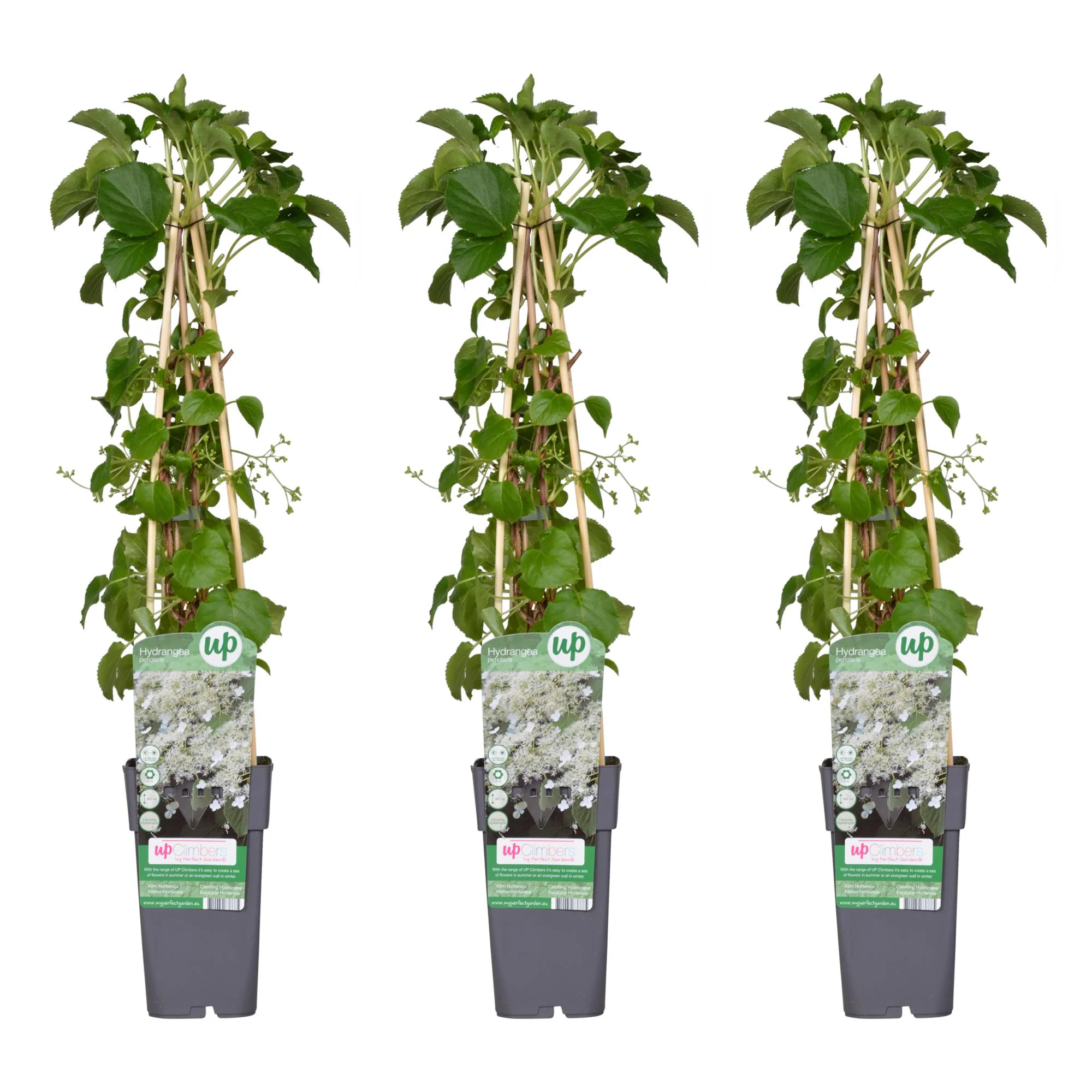 3x - Hydrangea petiolaris - ↨65cm - Ø15 Bild 1
