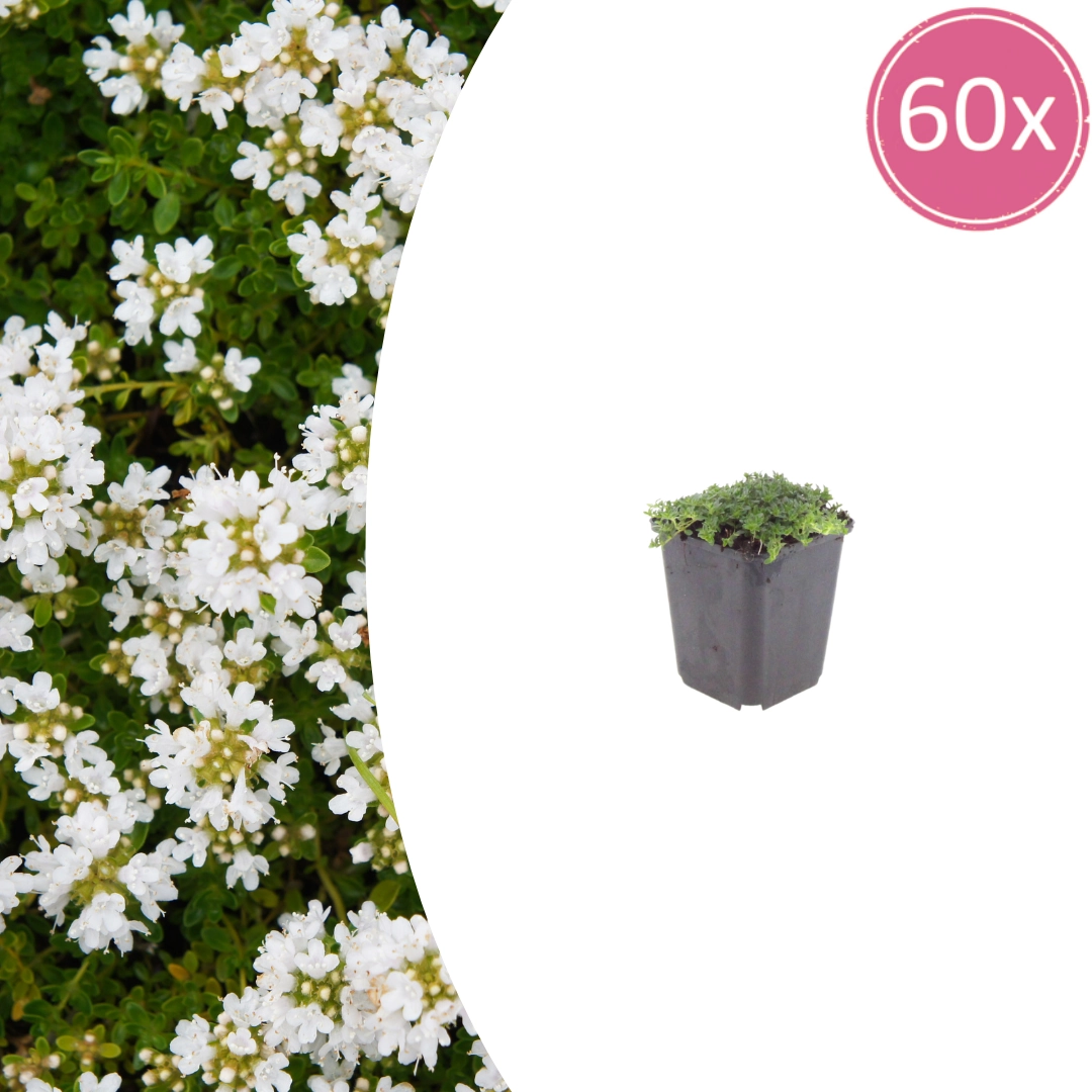 Thymus praecox ‘Albiflorus’