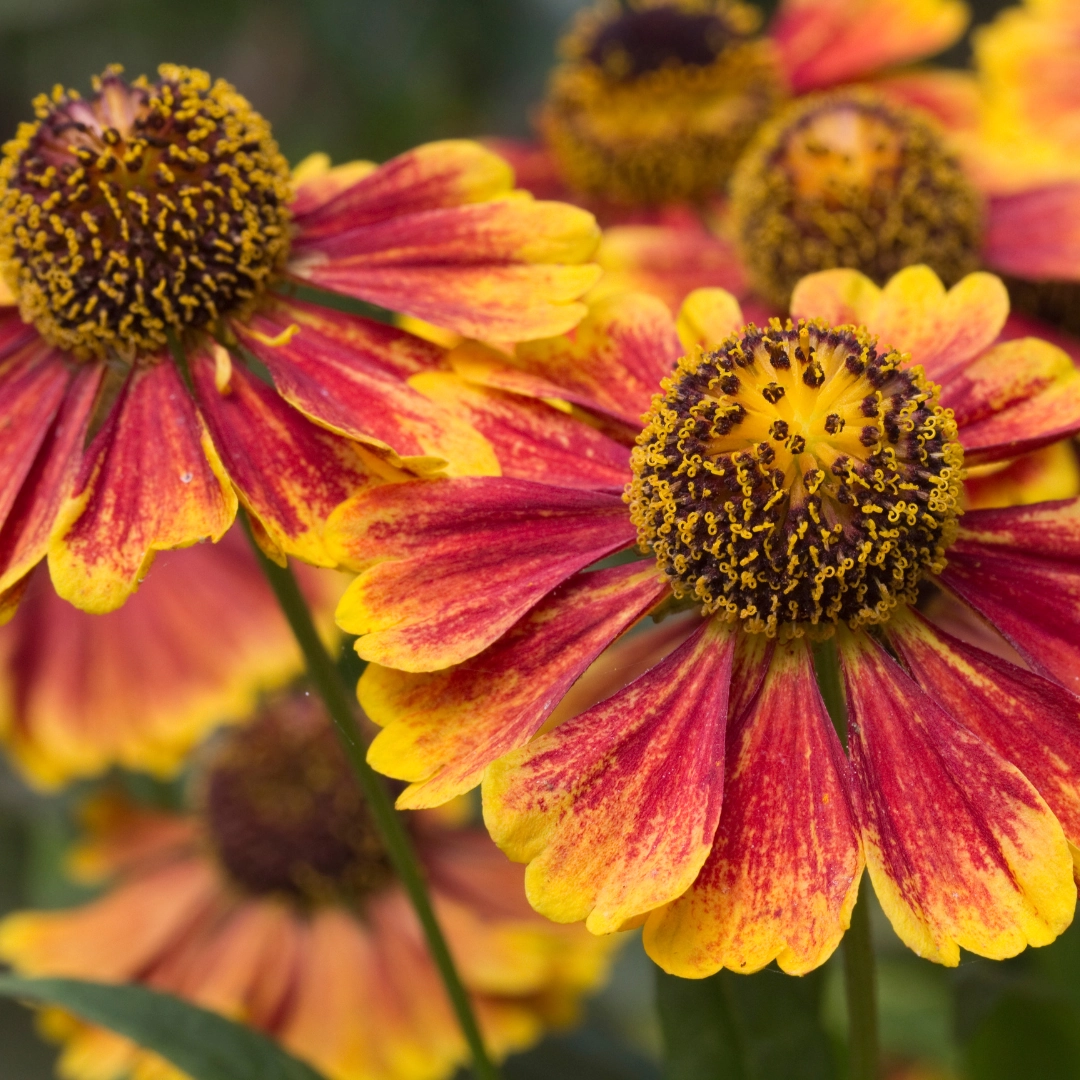Helenium ‘Moerheim Beauty’