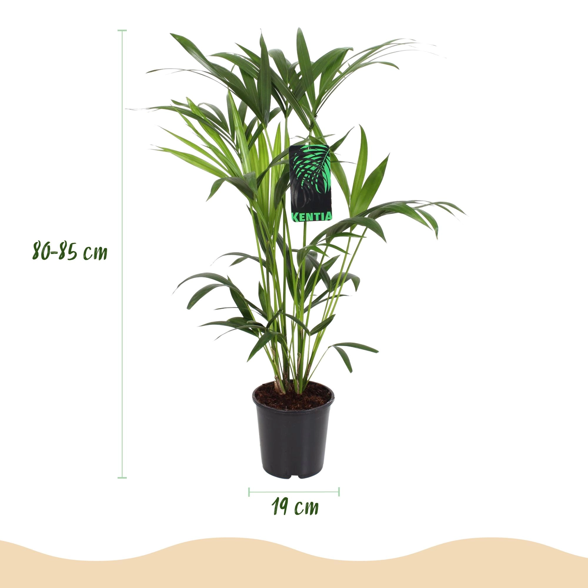 Howea Forsteriana - Kentia-Palme