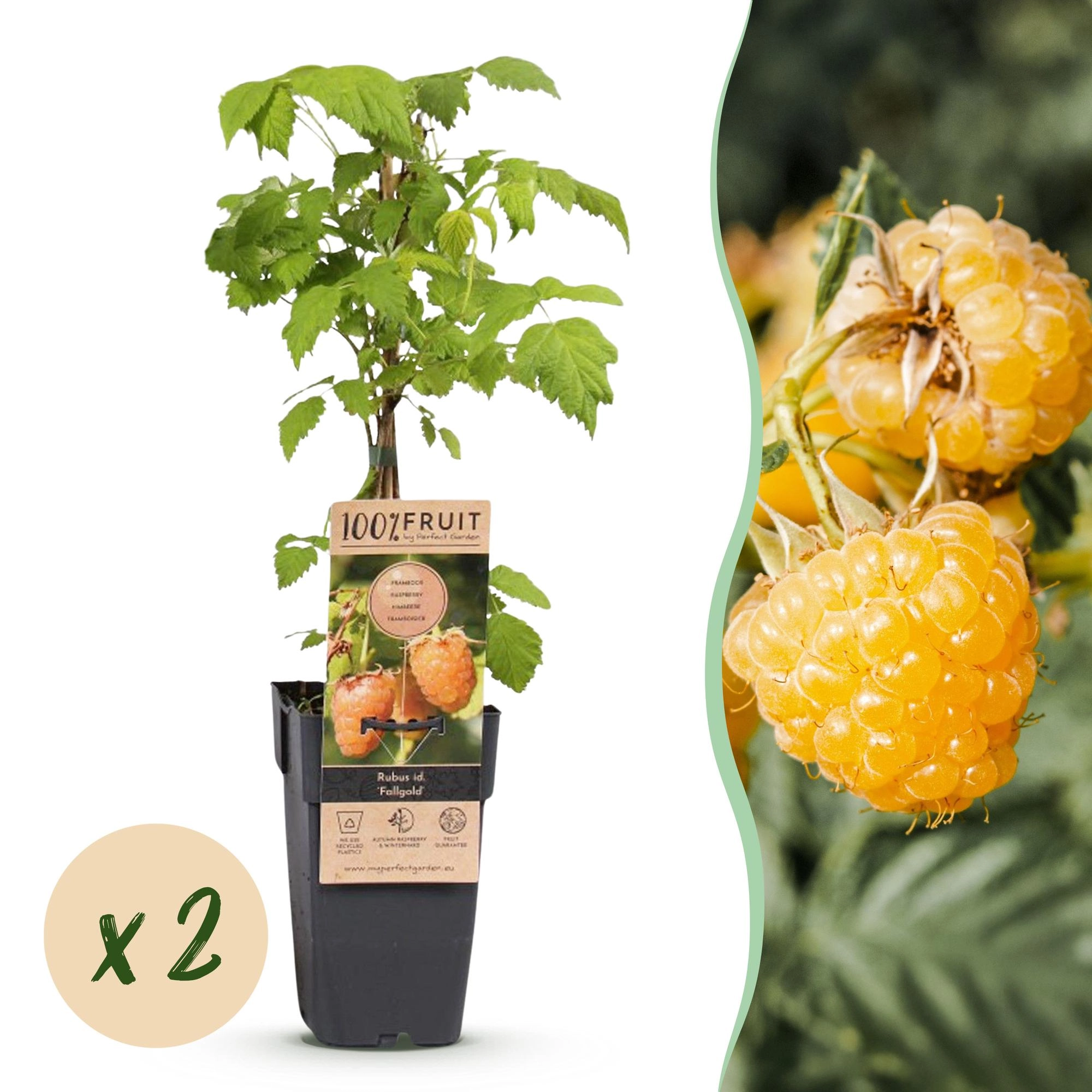 Green boutiQ - Fruit Plant - Rubus idaeus Fallgold - Raspberry Plant - Hardy - Yellow Raspberry - 2 Plants - Pot 15cm - Height 50cm Bild 1