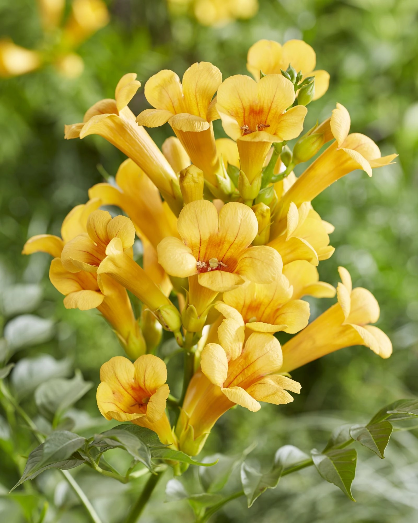 Campsis Summer Jazz Gold Trompete