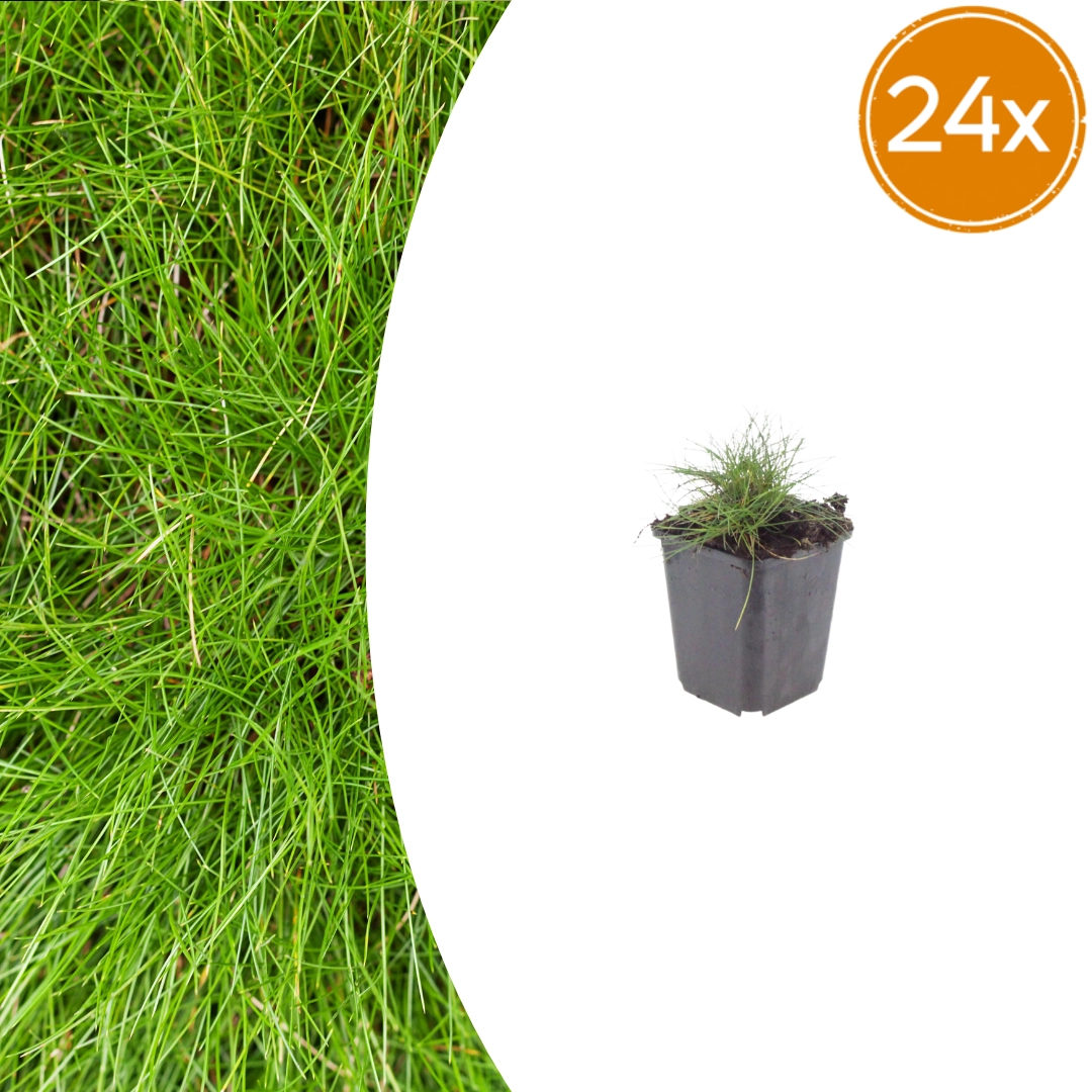 Festuca gautieri - Zier-Schwingel