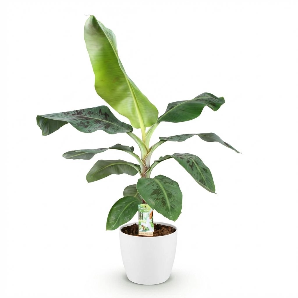 Musa acuminata Dwarf Cavendish