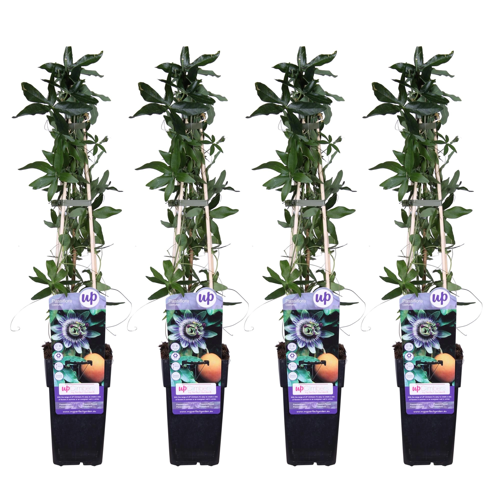 4x - Passiflora caerulea - ↨65cm - Ø15 Bild 1