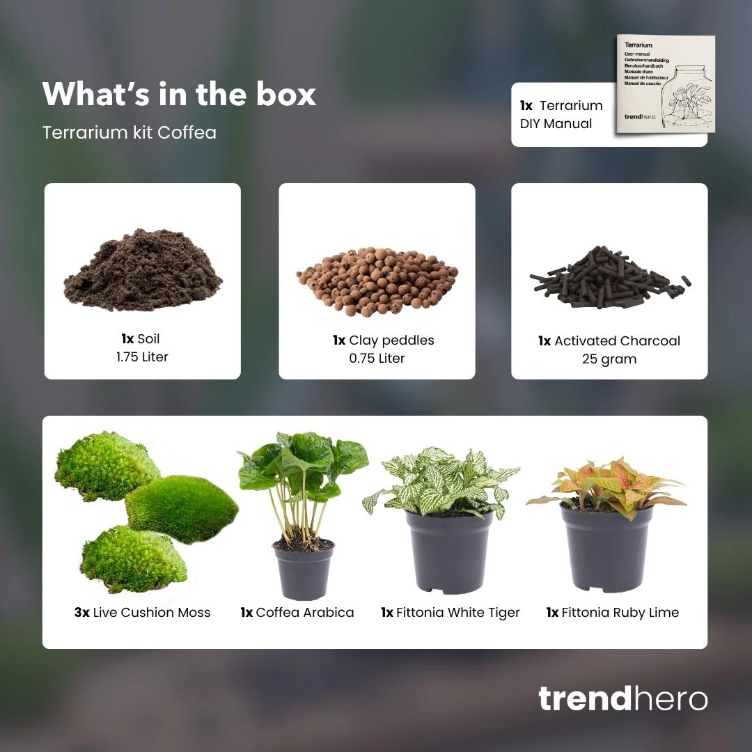 Flaschengarten paket Coffea Arabica Bild 2