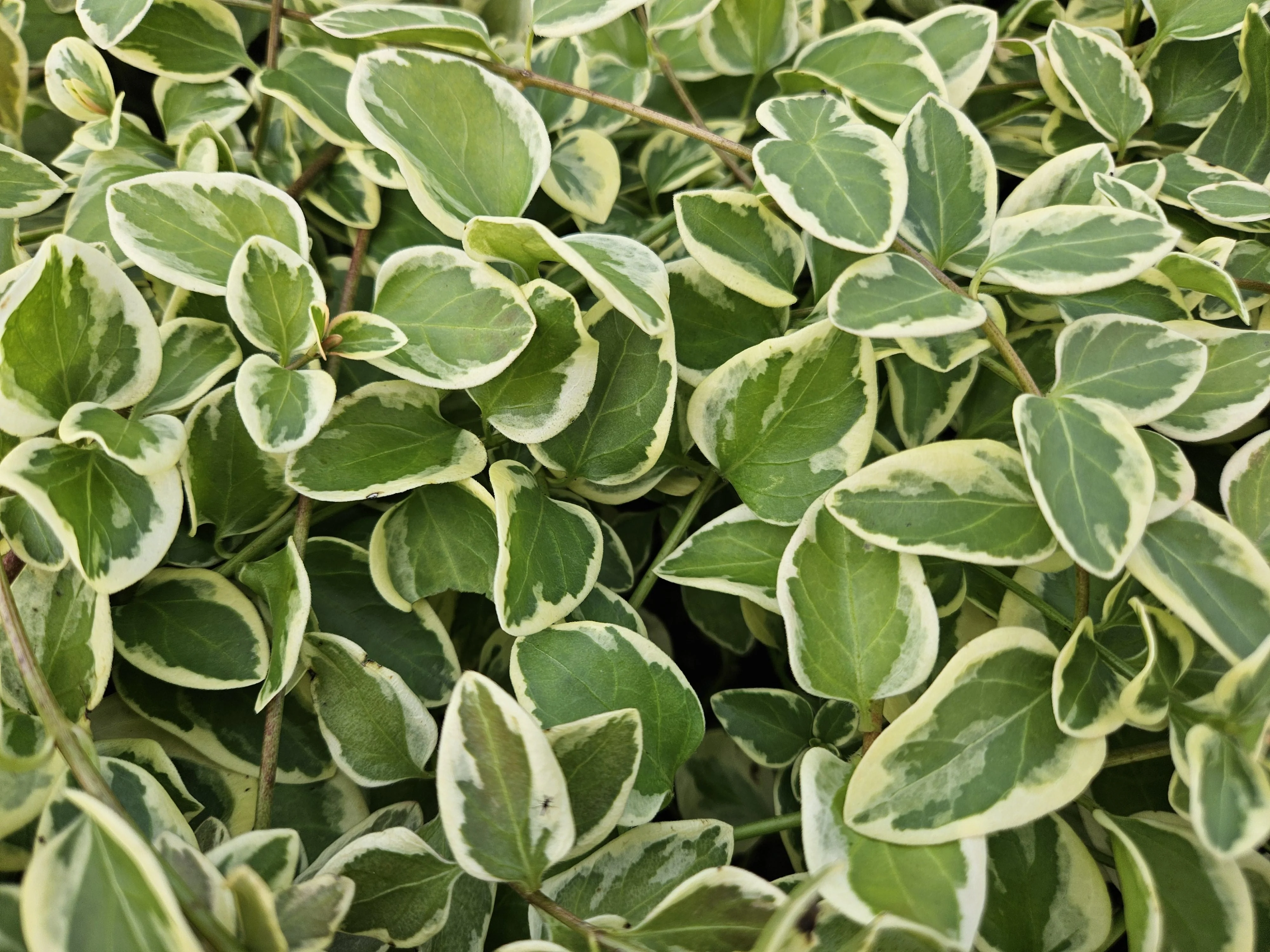 Vinca major 'Variegata'