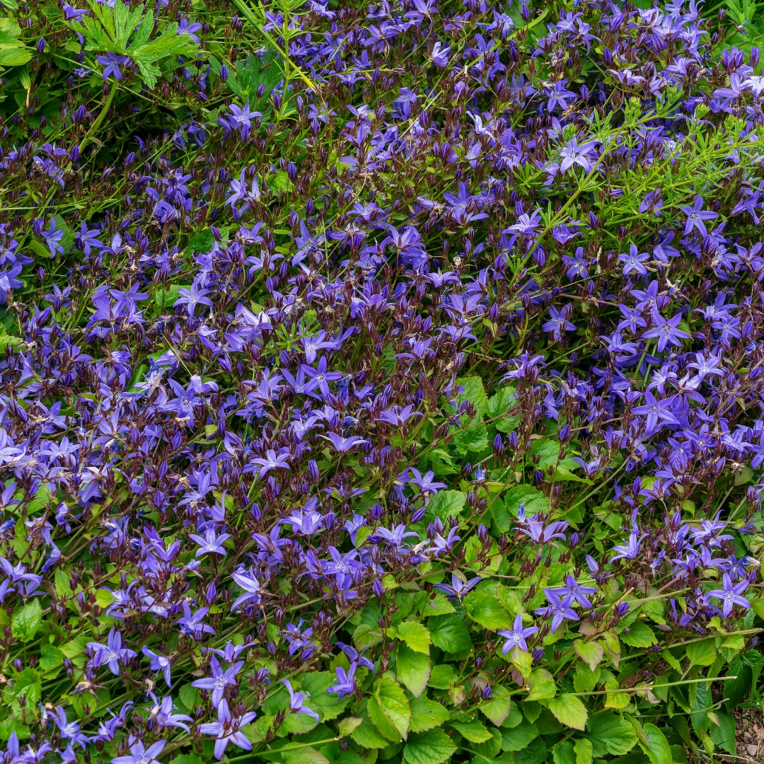 Campanula poscharskyana - Polster-Glockenblume