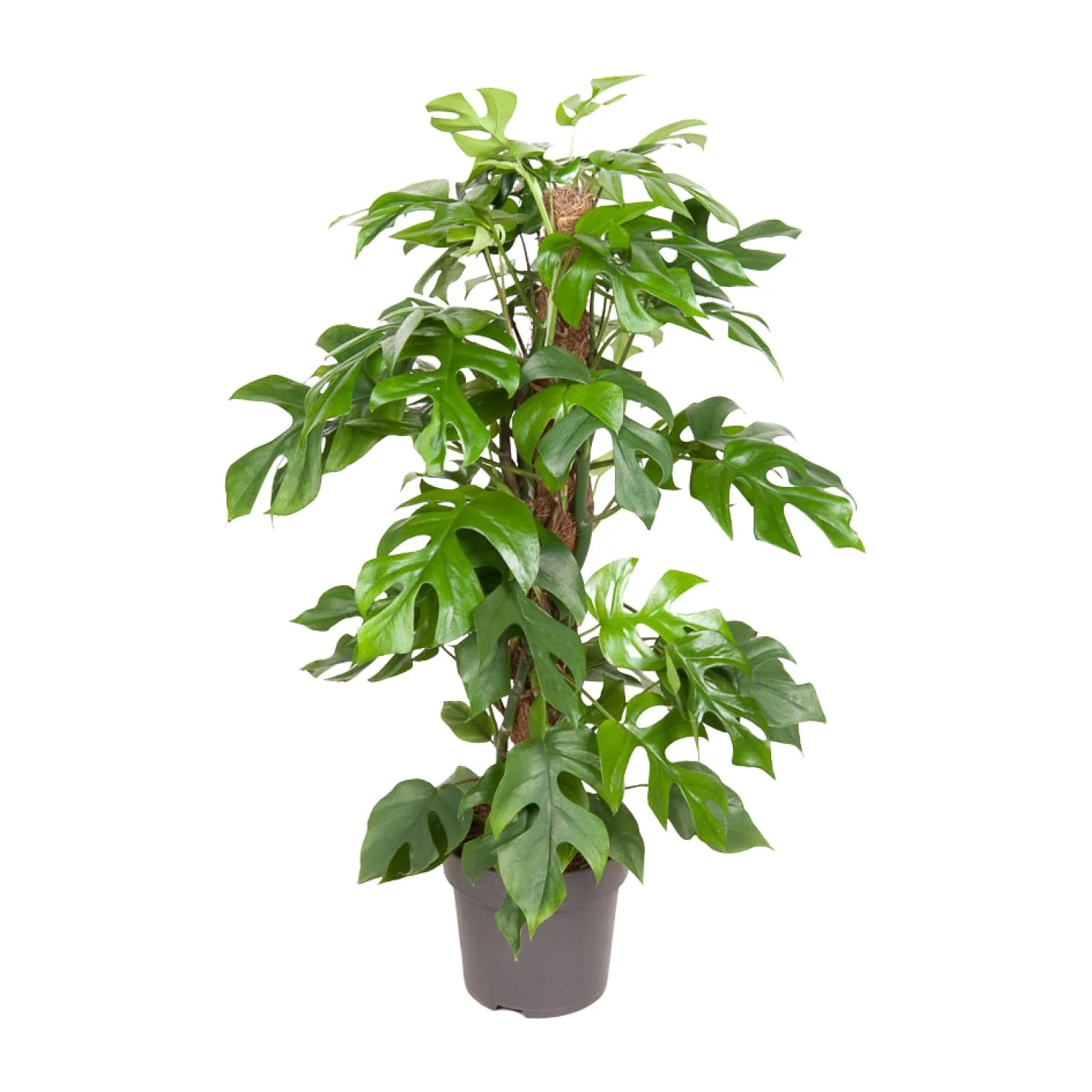 Monstera Minima – elegante Zimmerpflanze