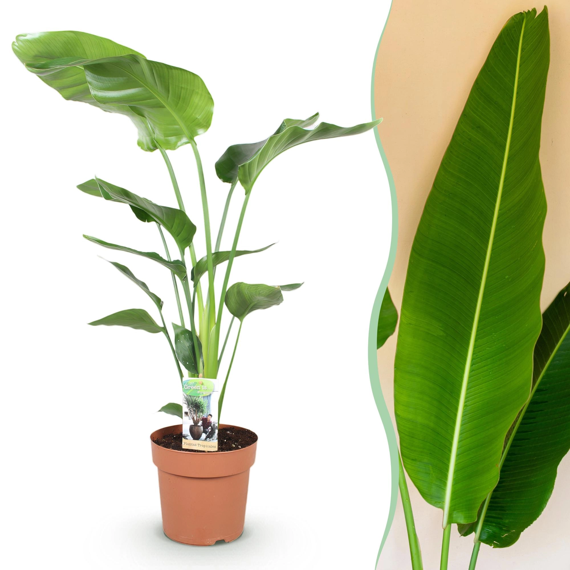 Strelitzia Nicolai - Weiße Paradiesvogelpflanze