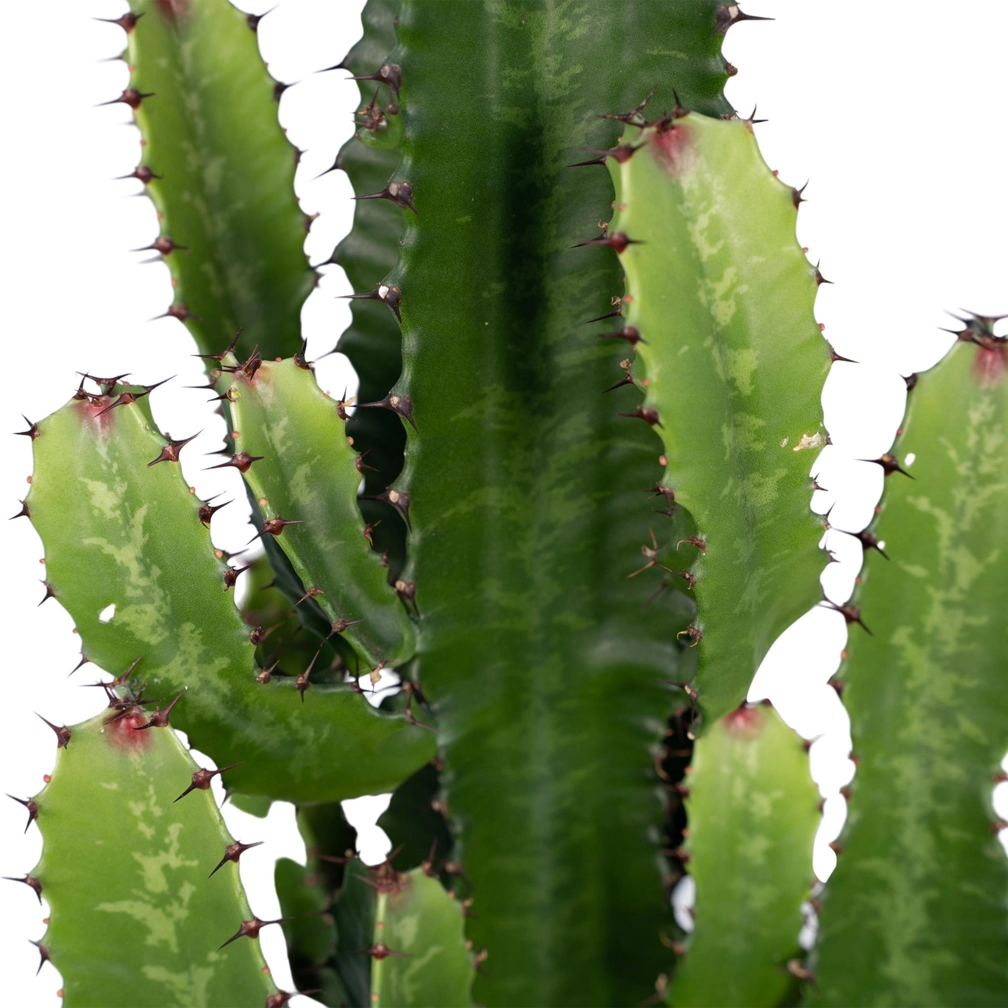 Euphorbia Acrurensis - Ø24cm - ↕60cm Bild 4