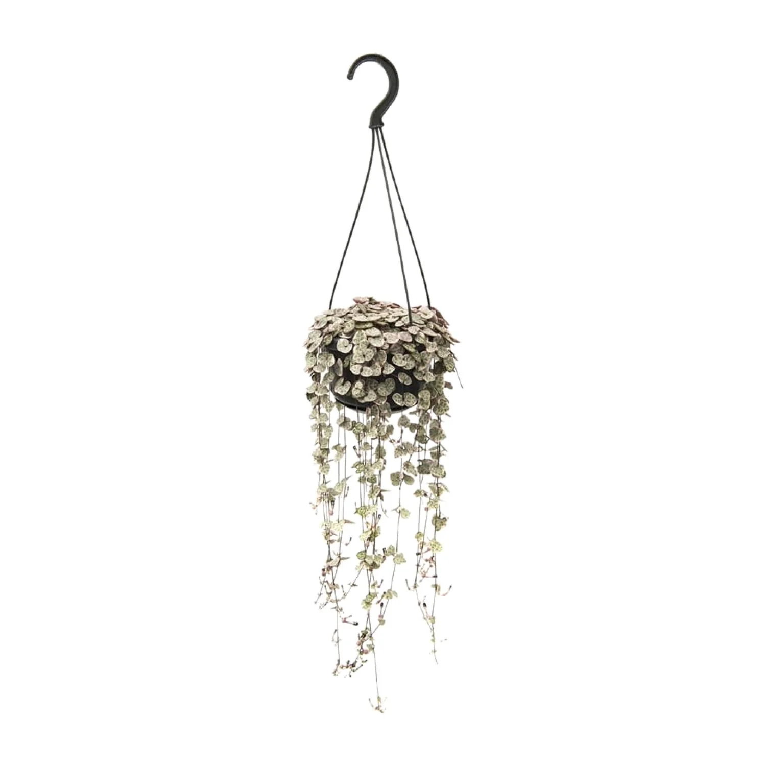 Ceropegia woodii – String-of-Hearts