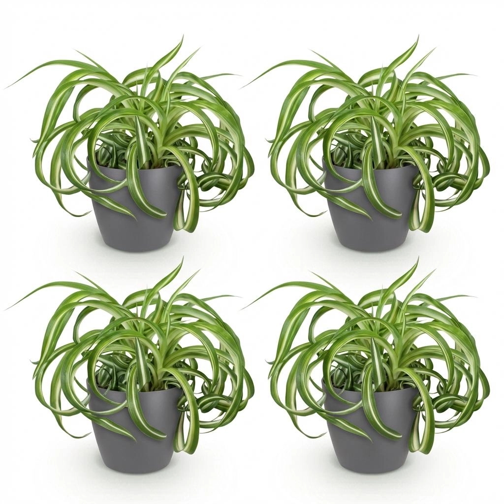 Chlorophytum comosum Bonnie