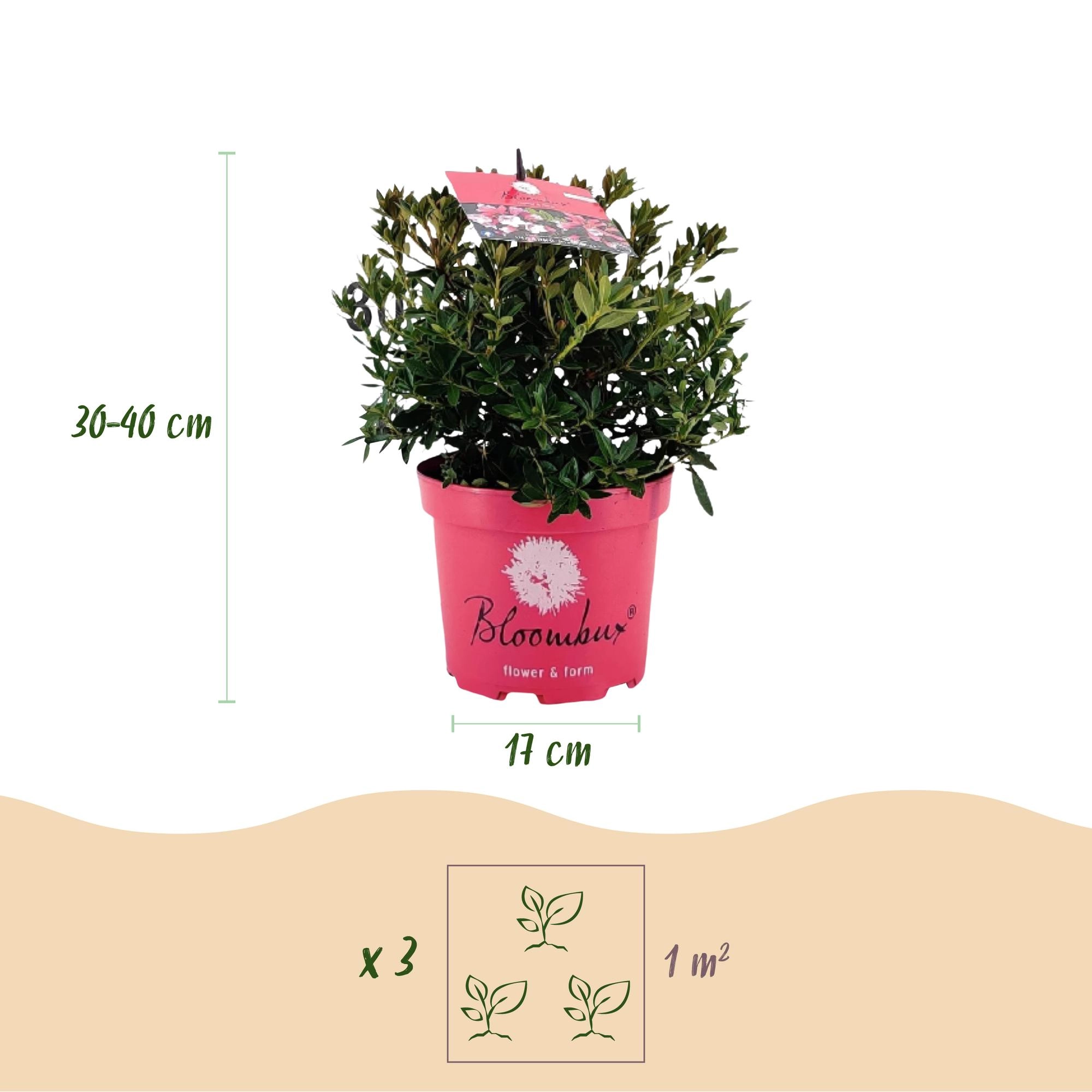 Green boutiQ - Zwerg-Rhododendron - Rhododendron Bloombux Magenta - Blühende Buxus - Wenig Pflege - Rosa Blüte - 6 Pflanzen - Topf 17cm - Höhe 30-40cm Bild 3