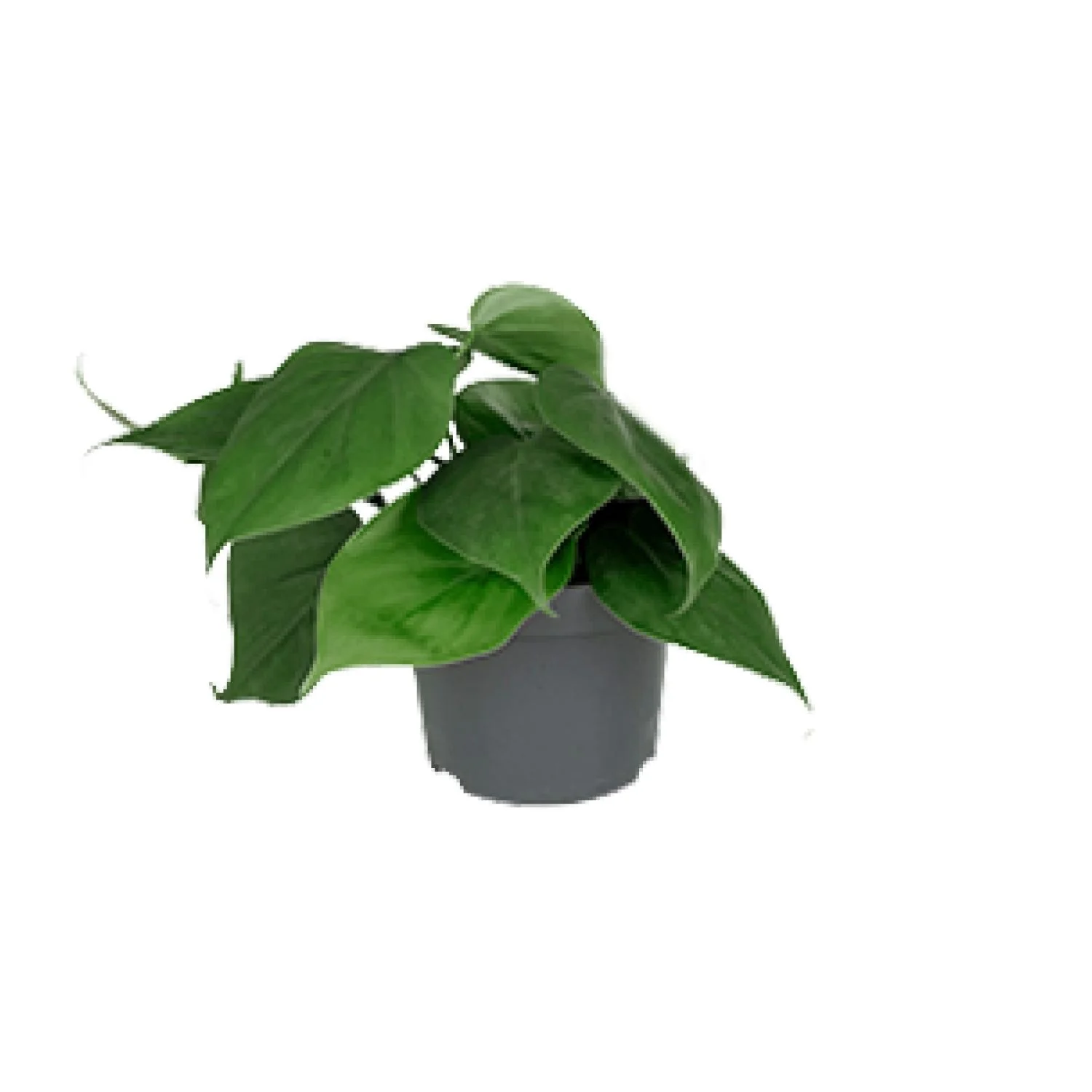 Philodendron Scandens – Pflegeleichte Zimmerpflanze