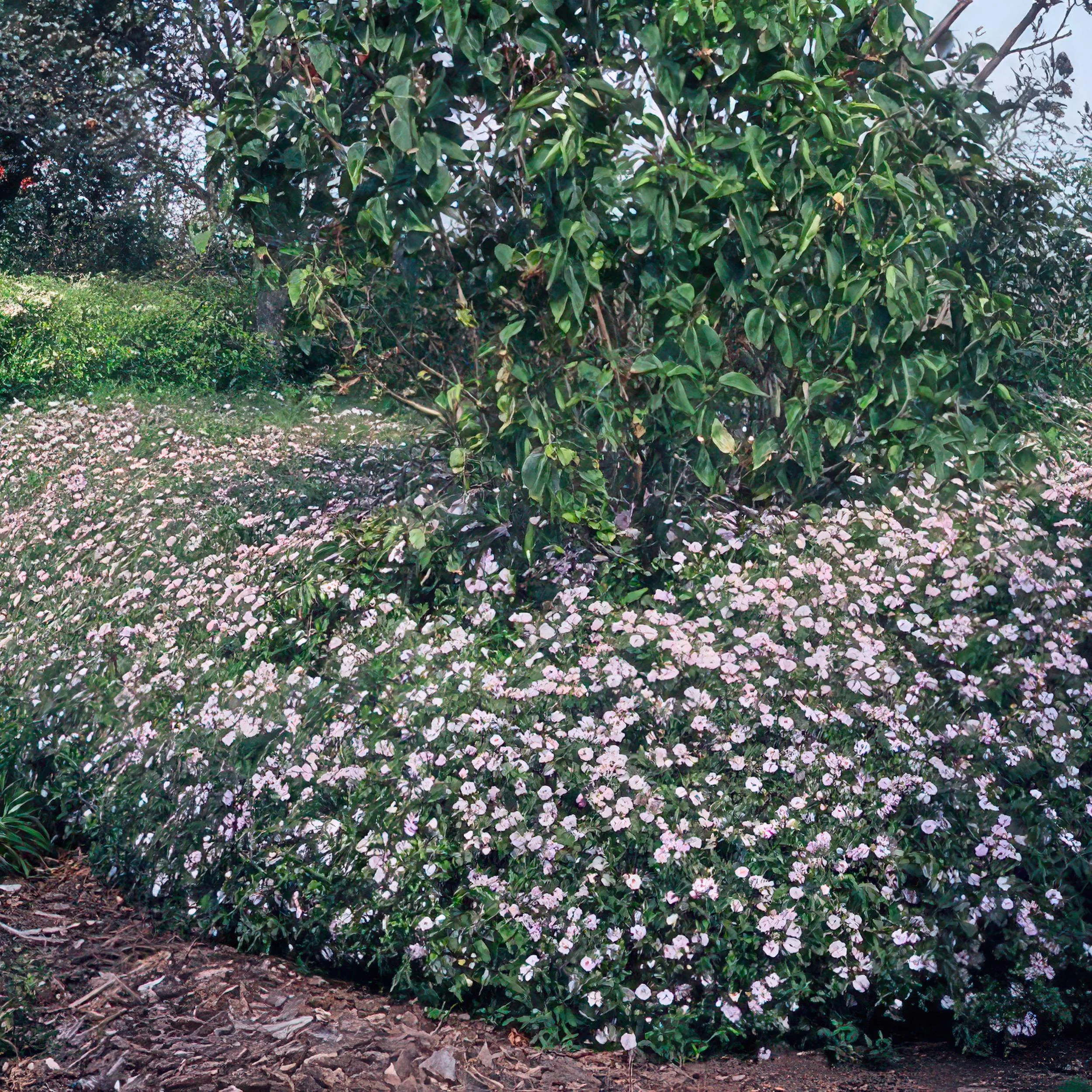 48x Aster ageratoides Asran - ↕10-25cm - Ø9cm Bild 6