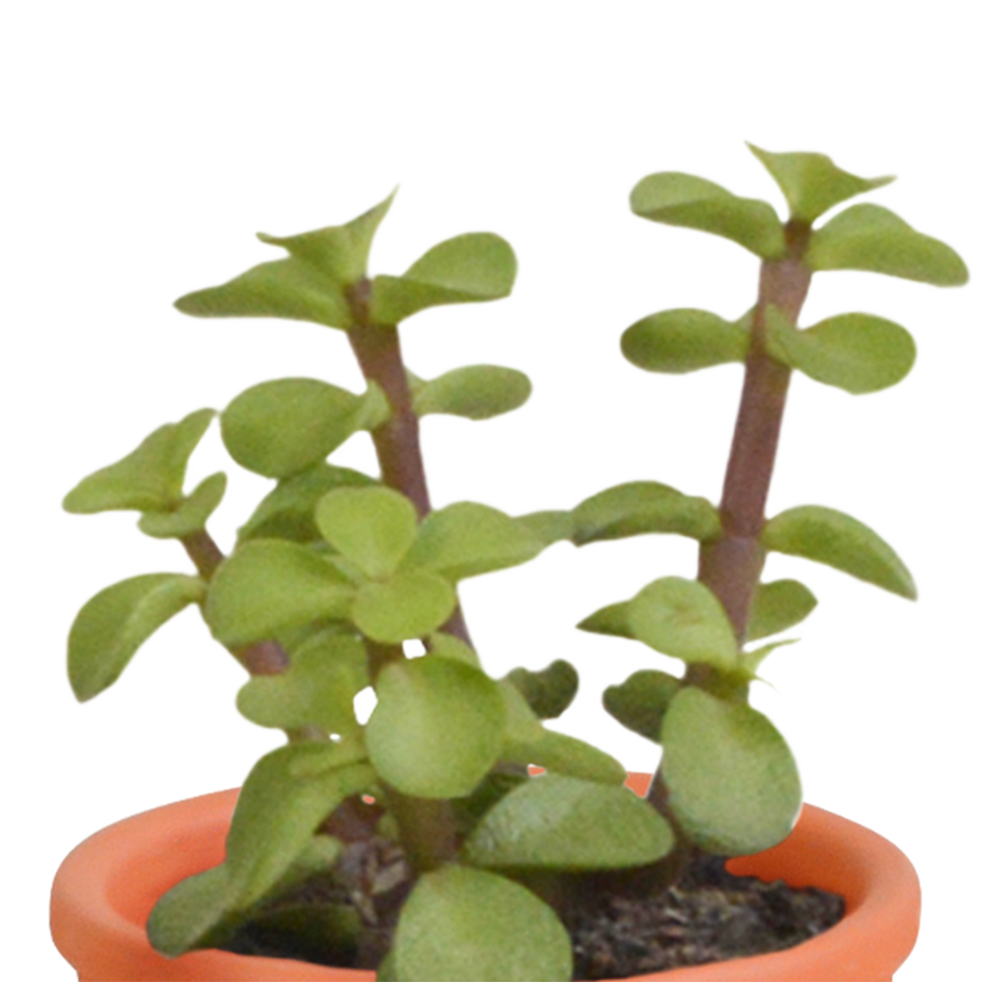 Cactus en vetplanten Mischung 5,5 cm 15 stück - in Mexicaanse pot Bild 22
