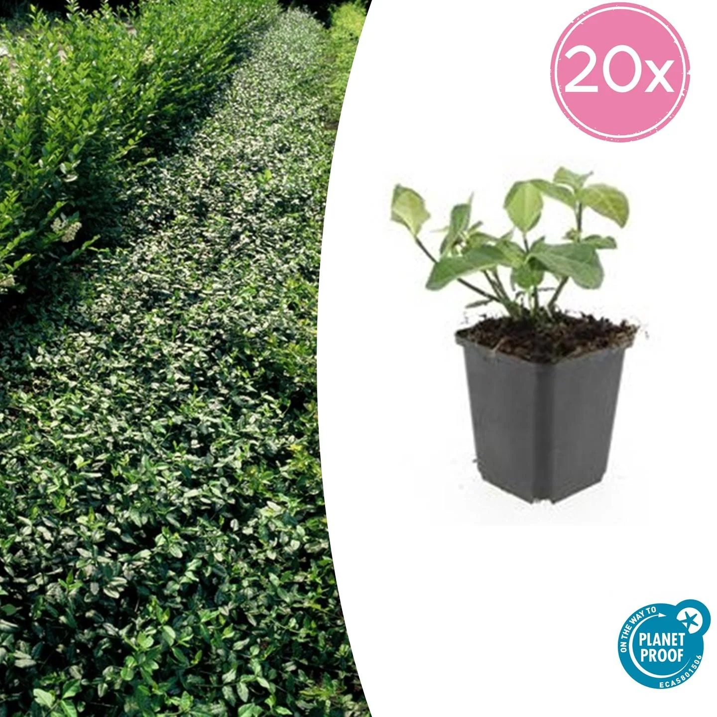 Euonymus fortunei 'Dart's Blanket'