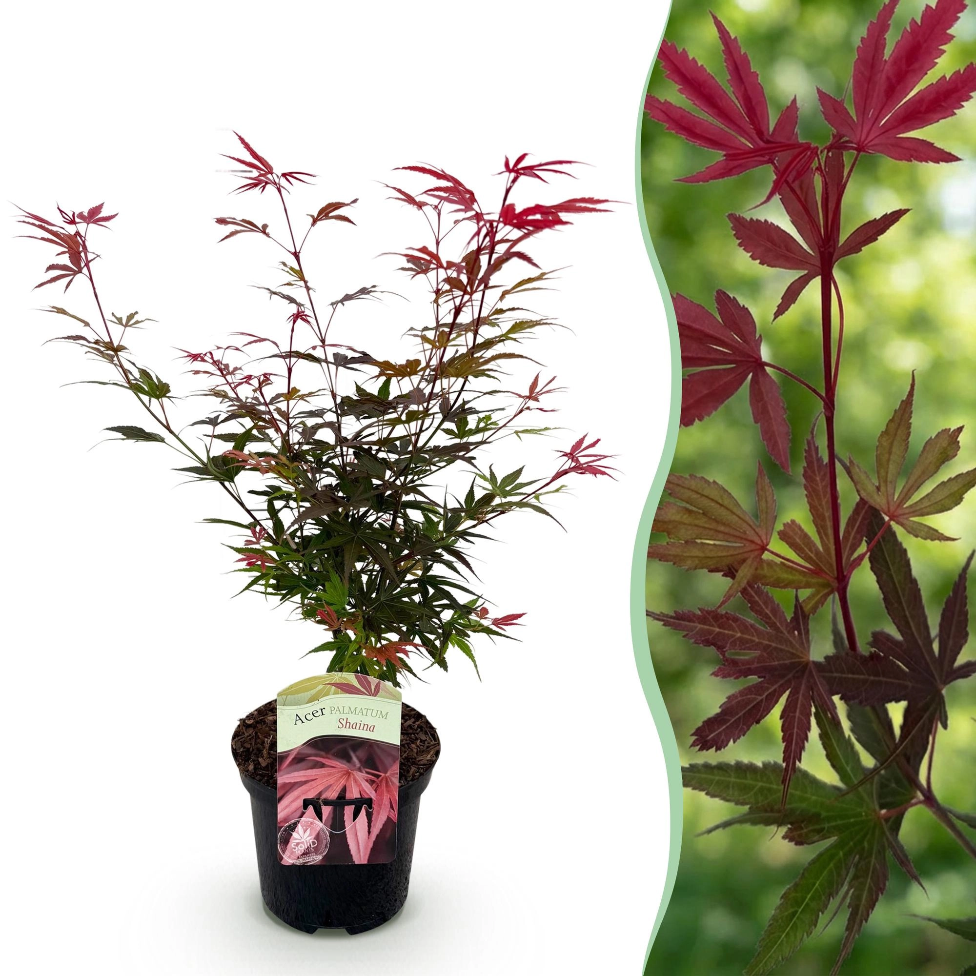 Acer palmatum Shaina Bild 1