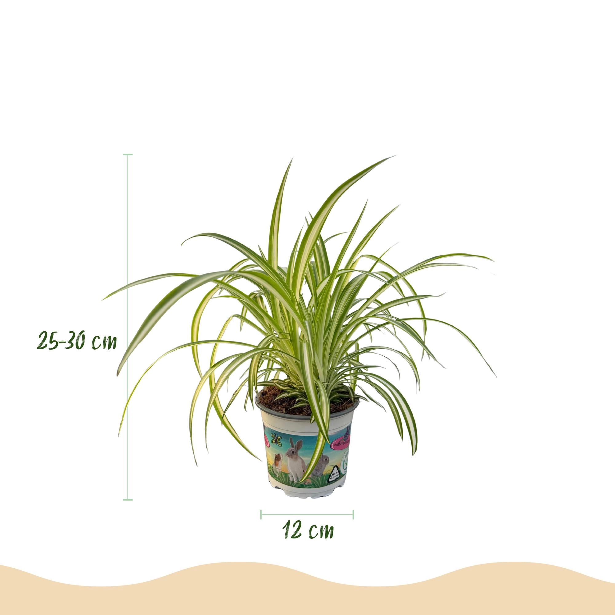 Chlorophytum comosum Variegatum