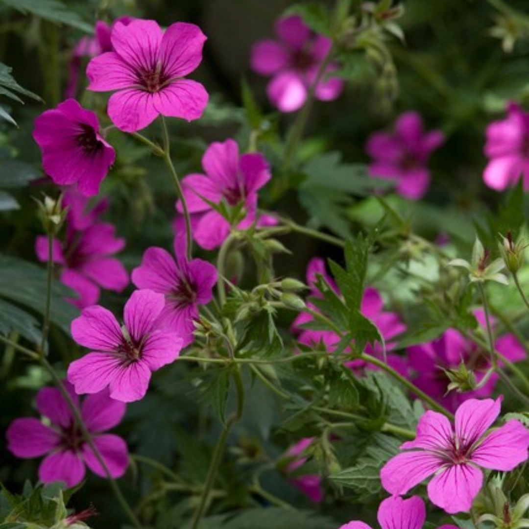 Geranium sanguineum ‘Max Frei’