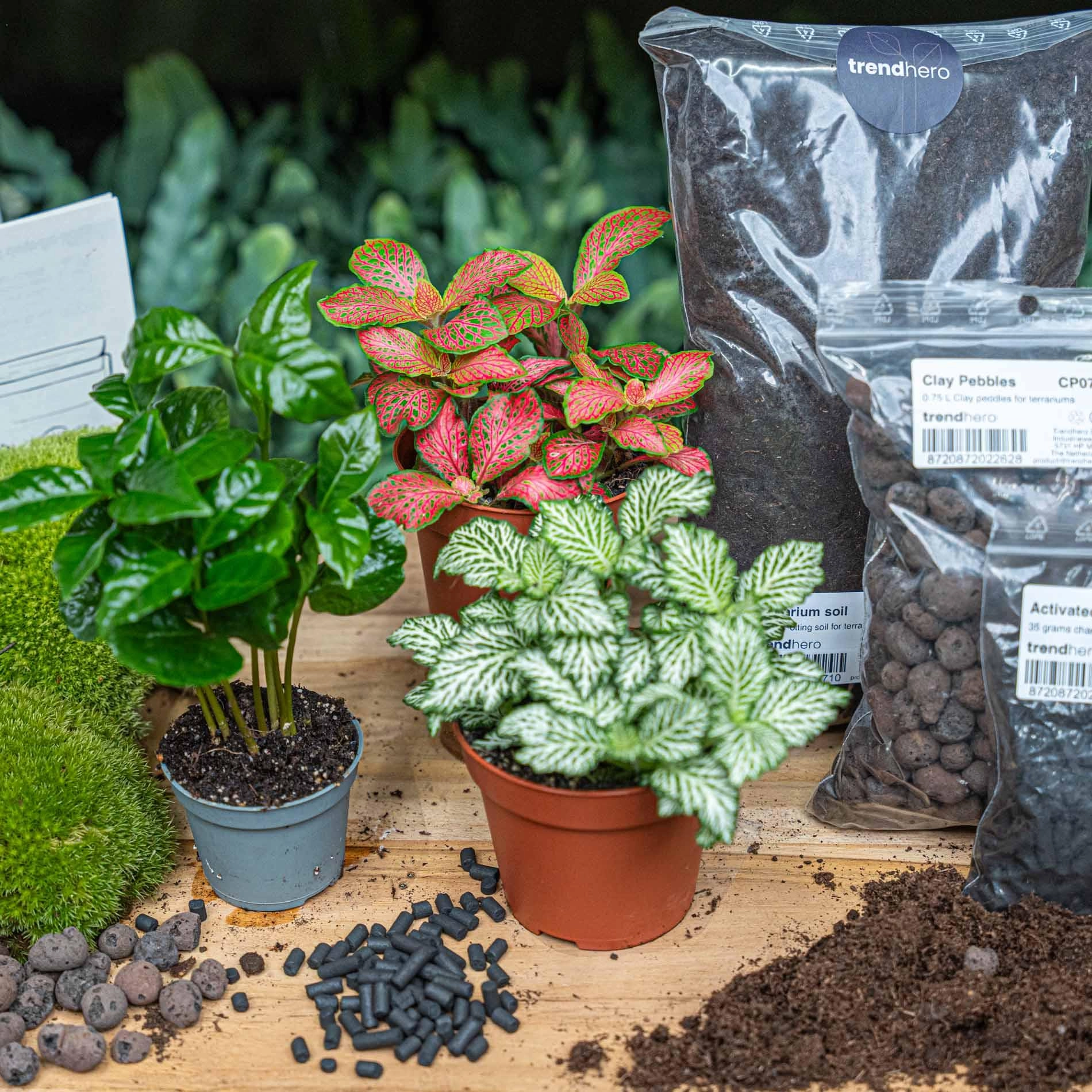 Flaschengarten paket Coffea Arabica Bild 1