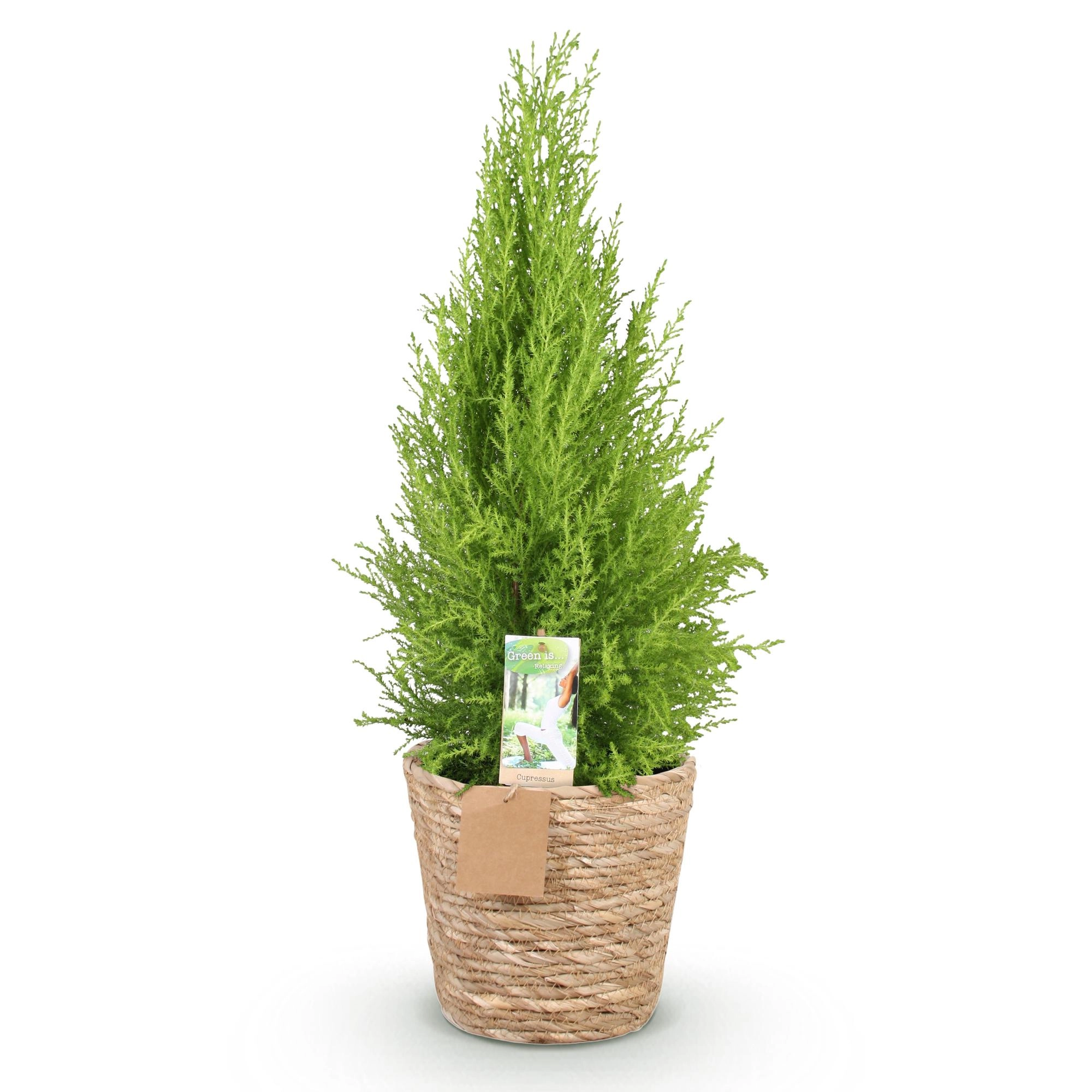 Cupressus Gold Crest Wilma